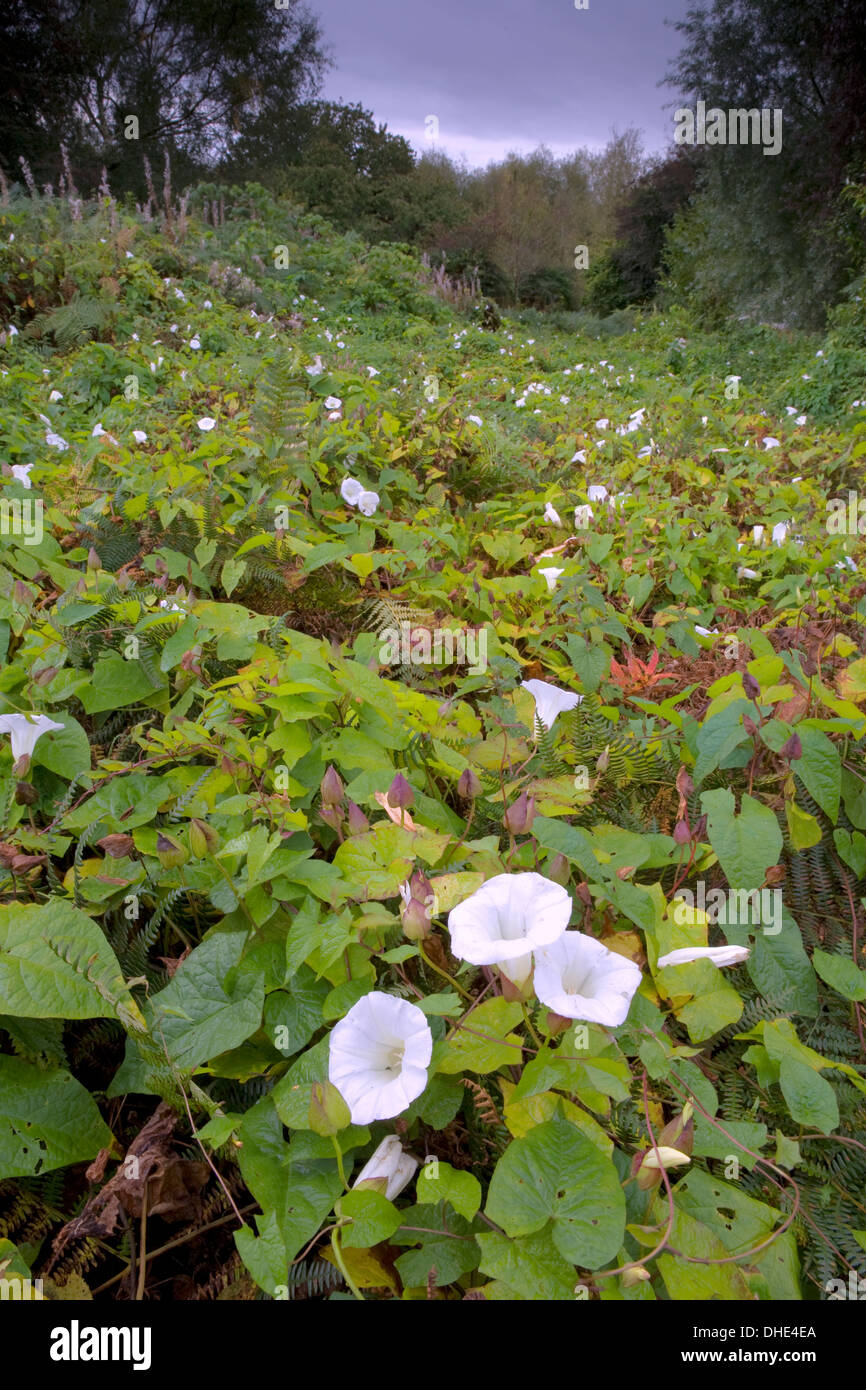 Hedge si legano infestante o Bellbind, Calystegia sepium, completamente soffoca un area di bracken su Bringsty comune, Herefordshire Foto Stock