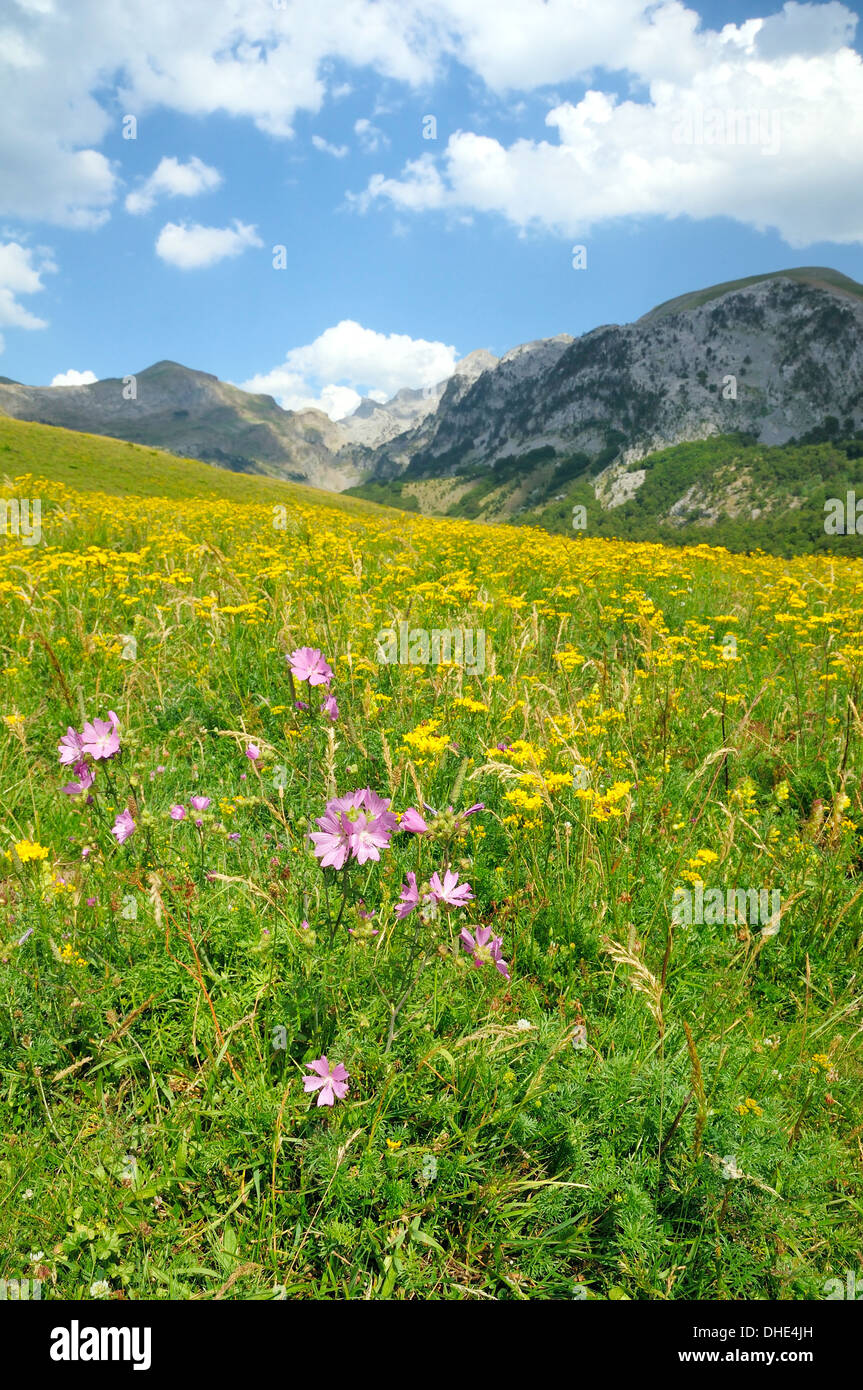 Musk mallow (Malva moschata) e tappeti di Pinnate-lasciava in erba tossica (Senecio adonidifolius) fioritura in Pyreneean prato. Foto Stock