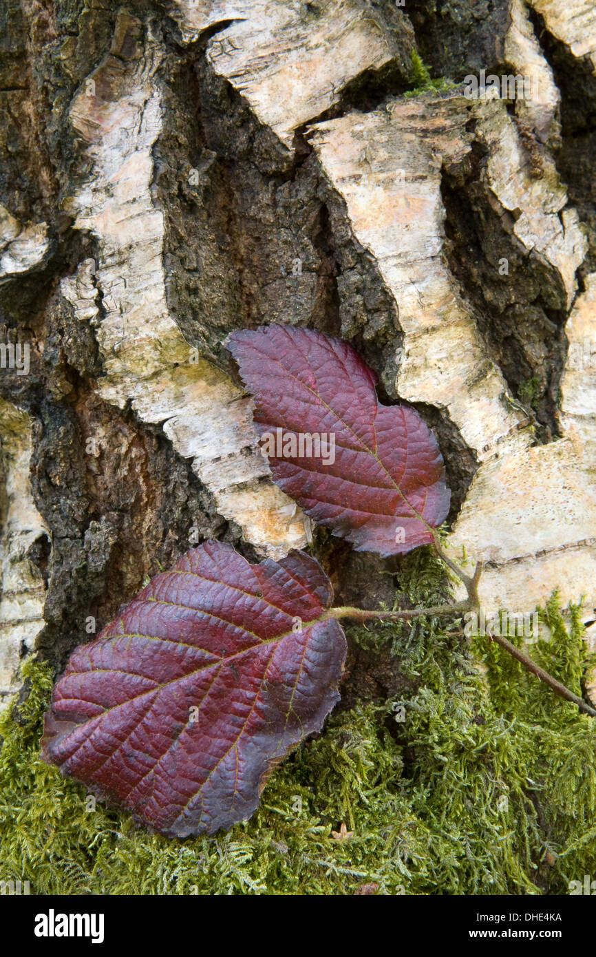 Rovo foglie cambiano colore in autunno e contratto contro il muschio e split corteccia di betulla dell'Etna Foto Stock