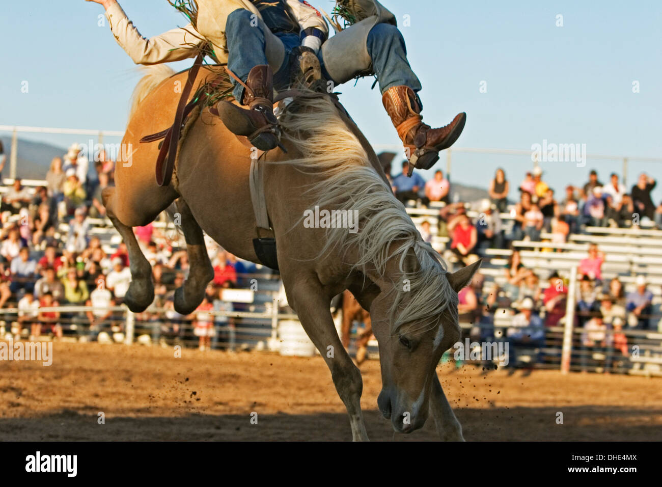 Cowboy a cavallo di strappi, bareback riding concorrenza, Rodeo de Santa Fe, New Mexico USA Foto Stock
