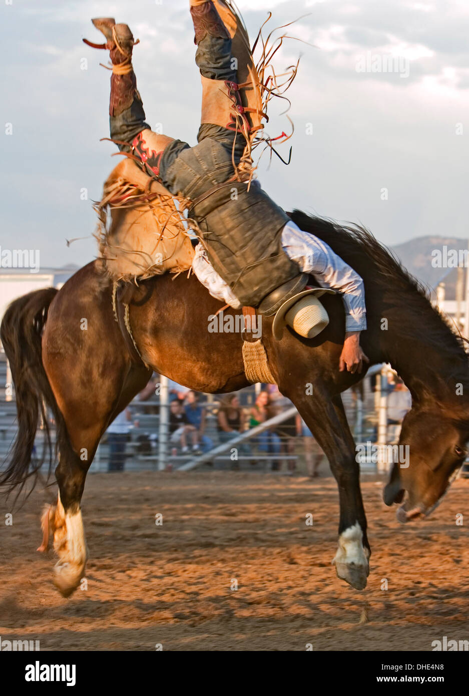Cowboy capovolto su strappi cavallo, bareback riding concorrenza, Rodeo de Santa Fe, New Mexico USA Foto Stock