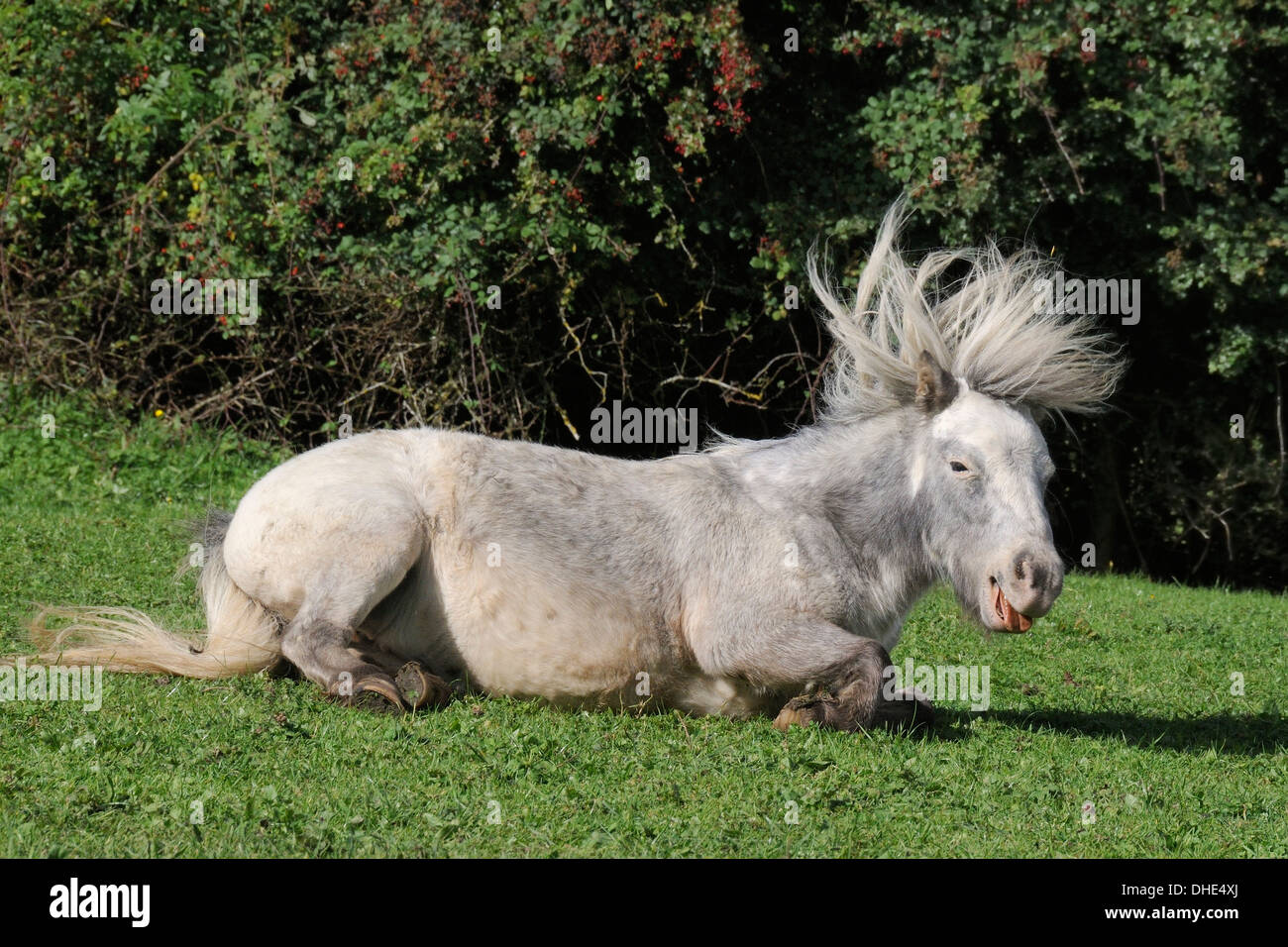 Americano di cavalli in miniatura (Equus caballus) con le sue mane battenti dopo la laminazione sulla sua schiena su pascoli erbosi, Wiltshire, Regno Unito. Foto Stock