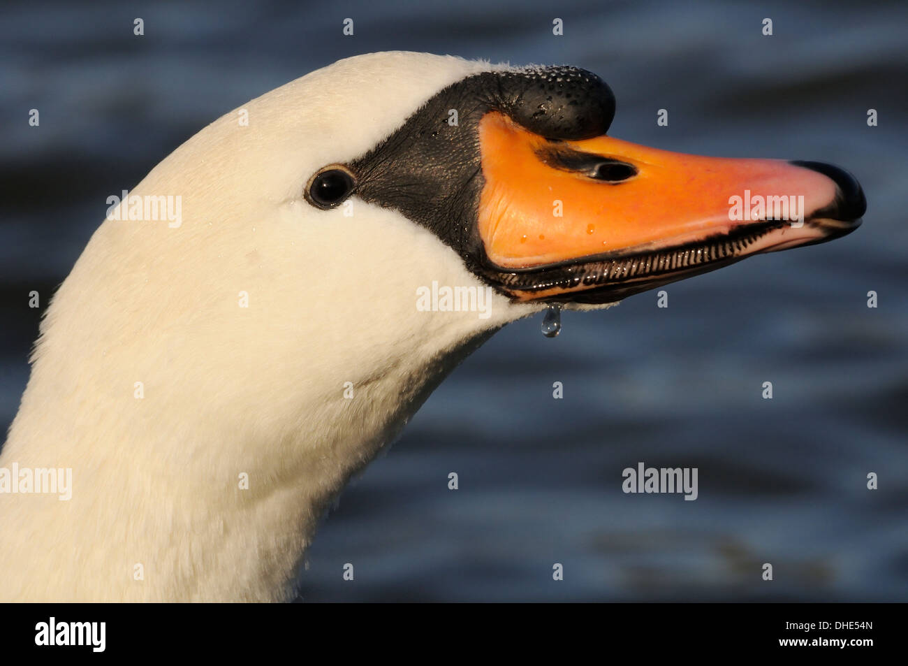 Cigno (Cygnus olor) testa maschio ritratto nella luce del tramonto, lago di Wiltshire, Regno Unito, novembre. Foto Stock