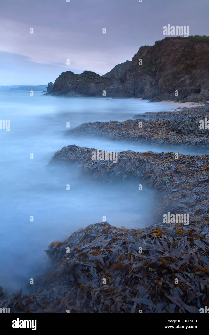 Le alghe e di marea a Hope Cove, Devon dopo il tramonto. La luce bassa e il movimento delle onde crea una nebbia etereo sul mare. Foto Stock
