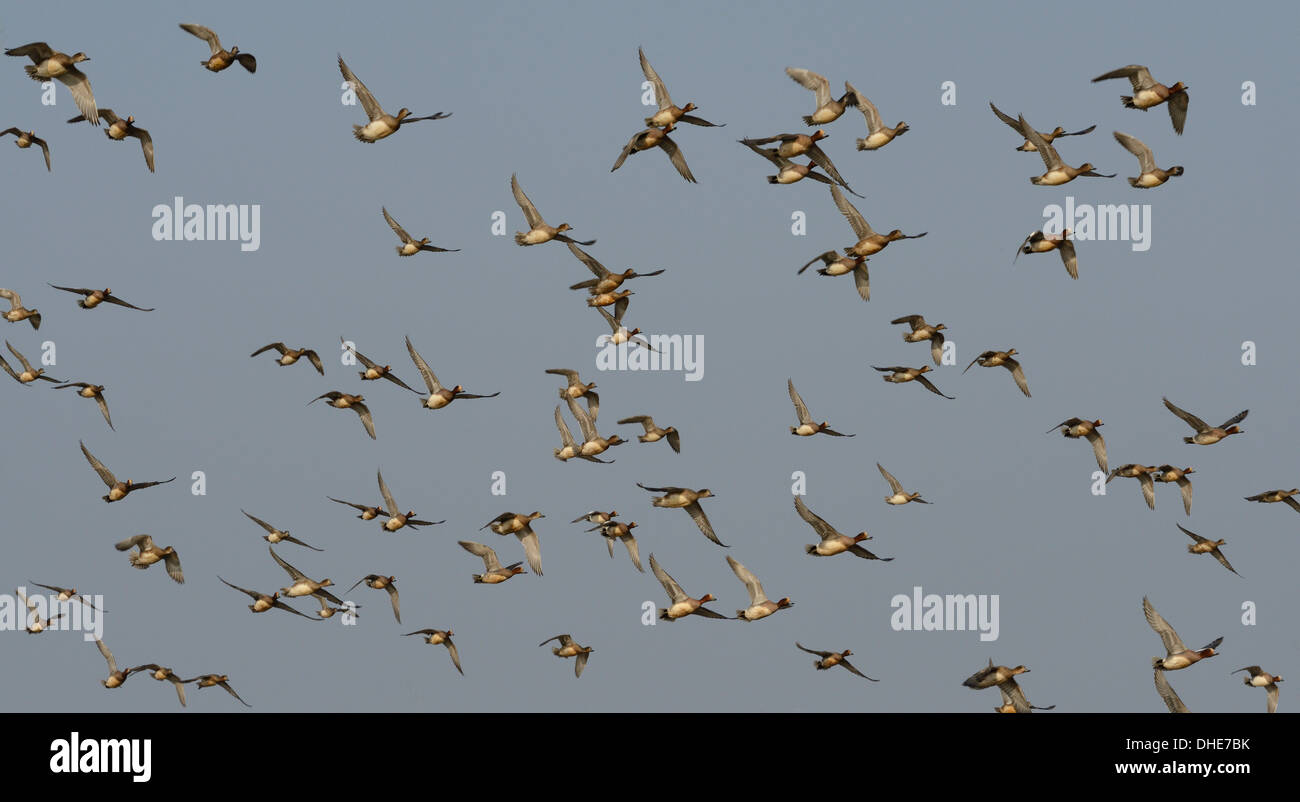 Wigeon (Anas penelope) gregge flying overhead, Severn Estuary, Somerset, Regno Unito, Marzo. Foto Stock