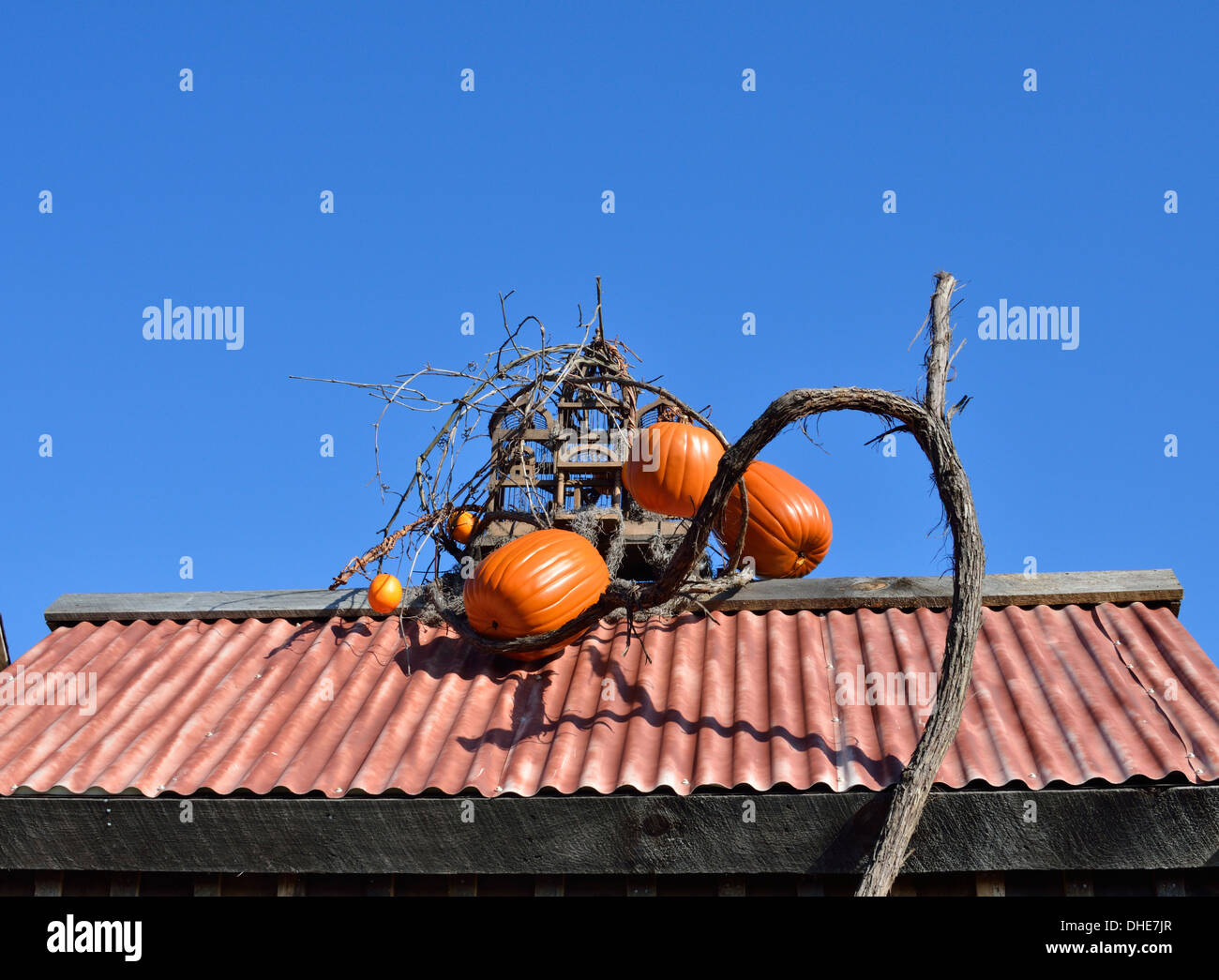 Autunno del New England scena con zucche e vigneti su tetto. Stati Uniti d'America Foto Stock