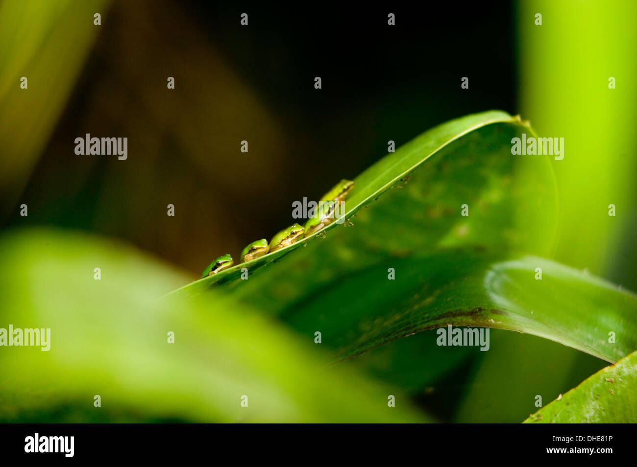 Una linea di nana verde Rane di albero su una foglia grande. Foto Stock