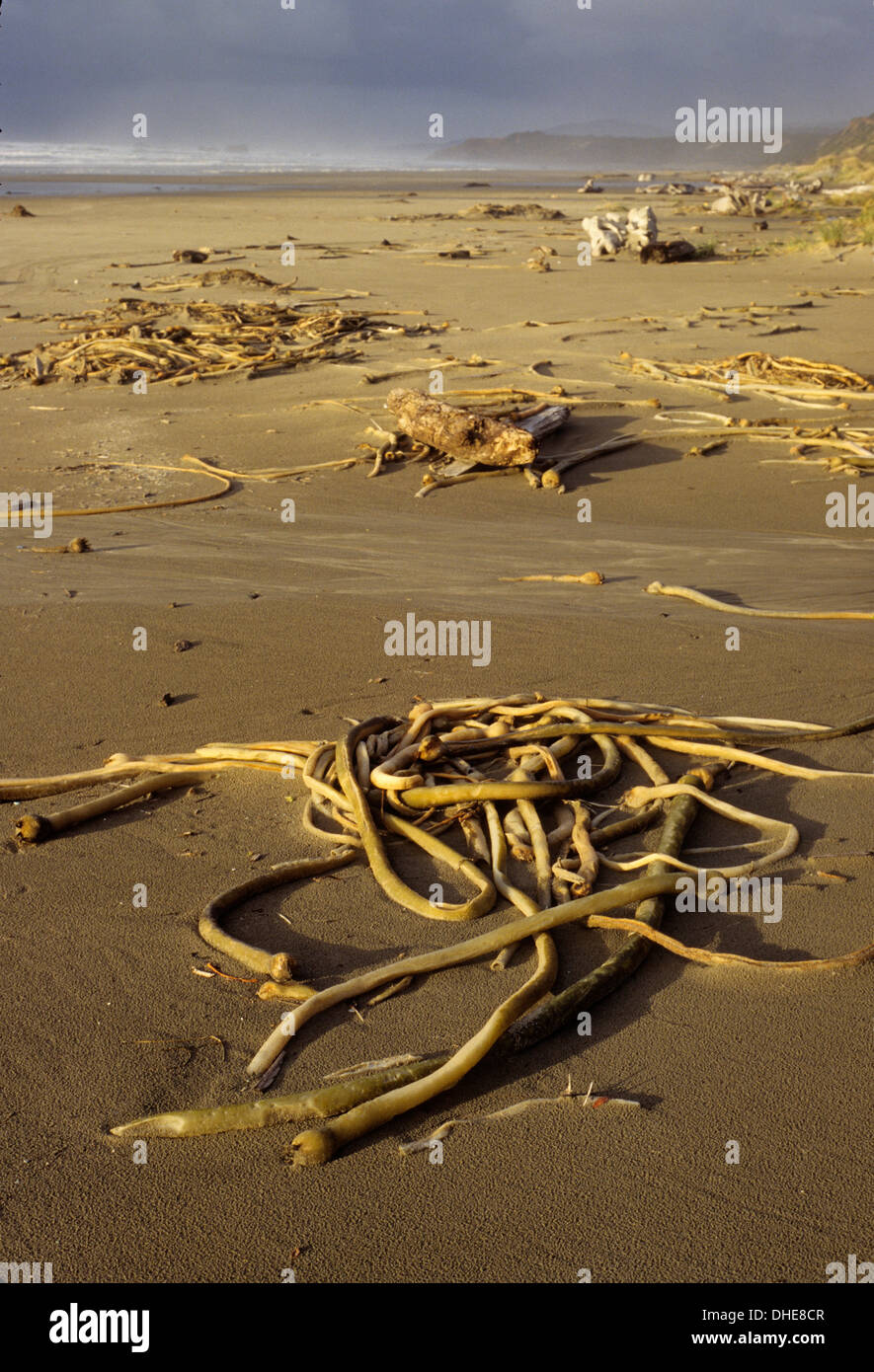 Kelp, Whiskey eseguire Beach, Oregon Foto Stock