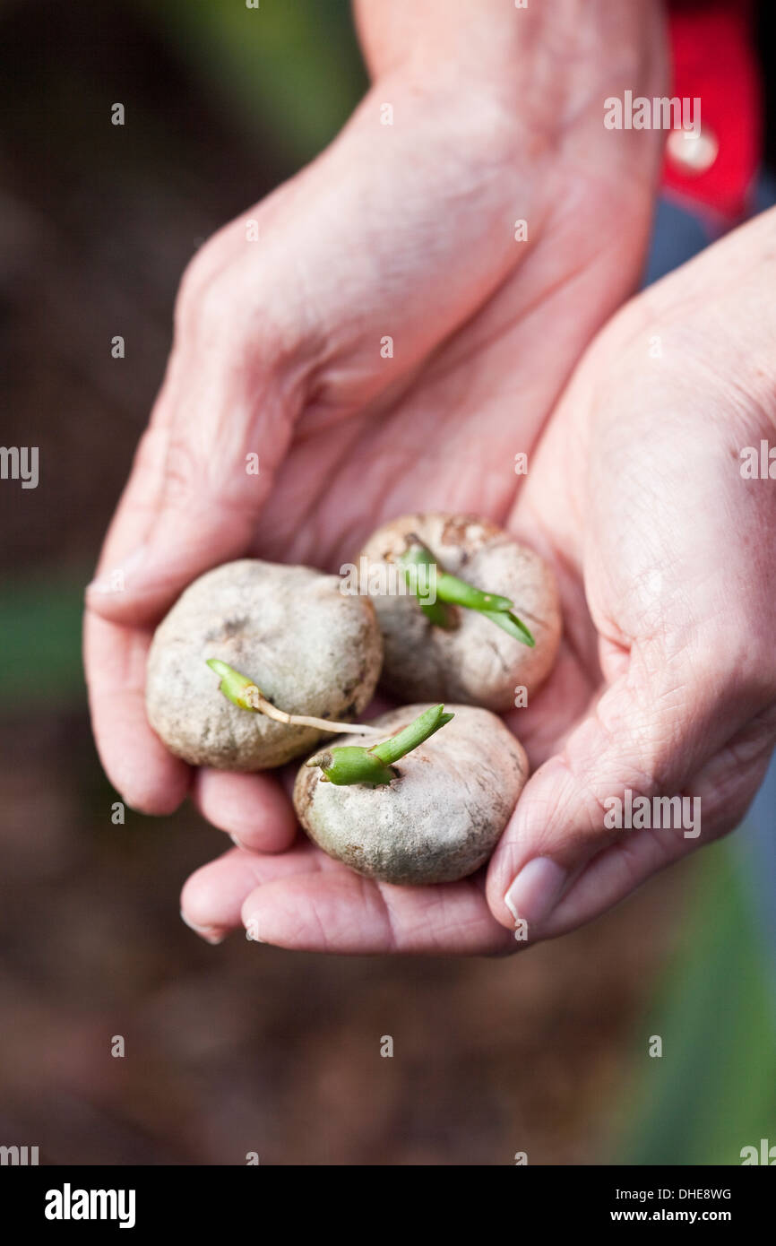 Mani tenendo tre semi caduti frutti da un nativo di gigli di palude impianto. Foto Stock