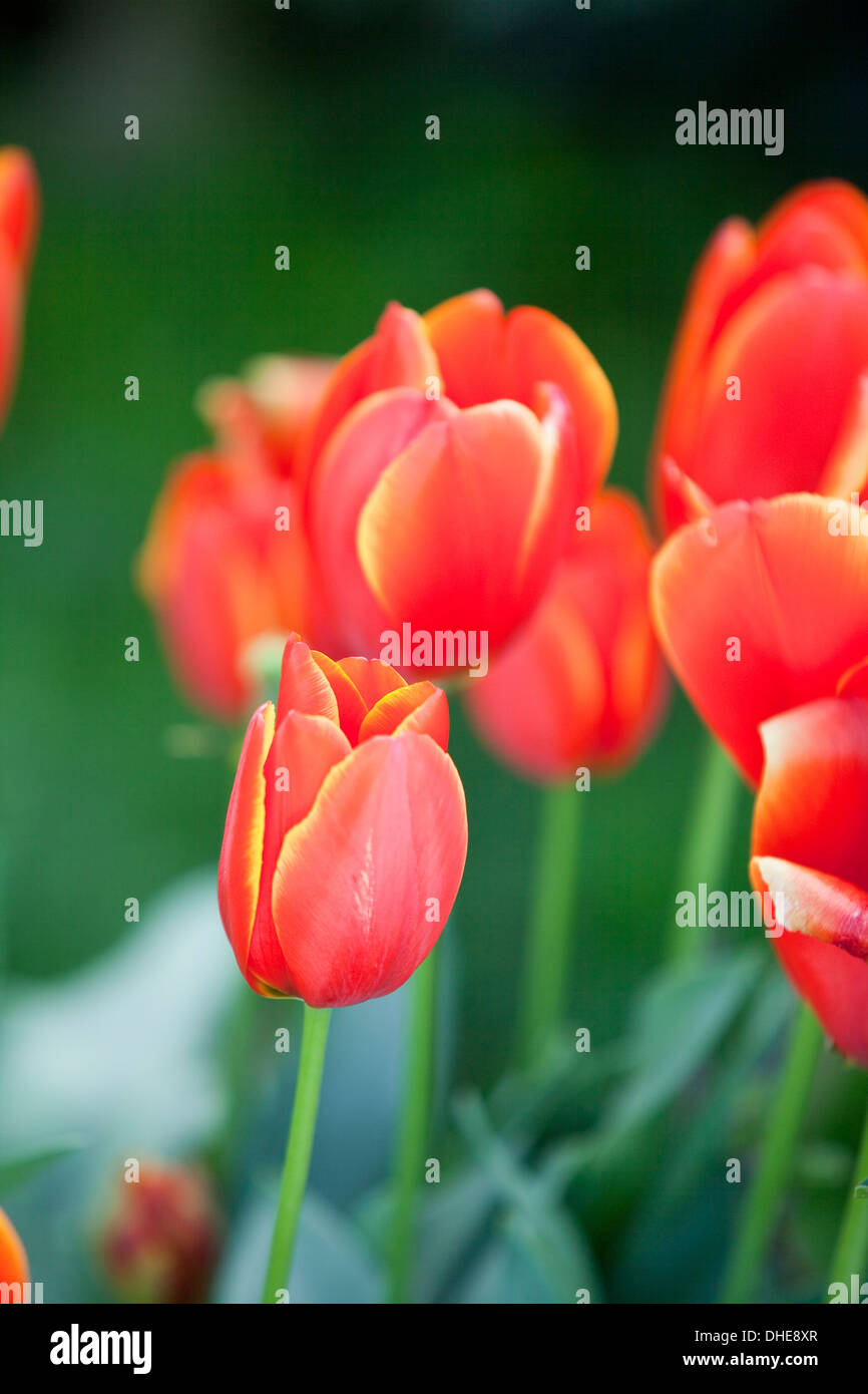 Rosso, arancione a labbro tulipani in un giardino. Foto Stock