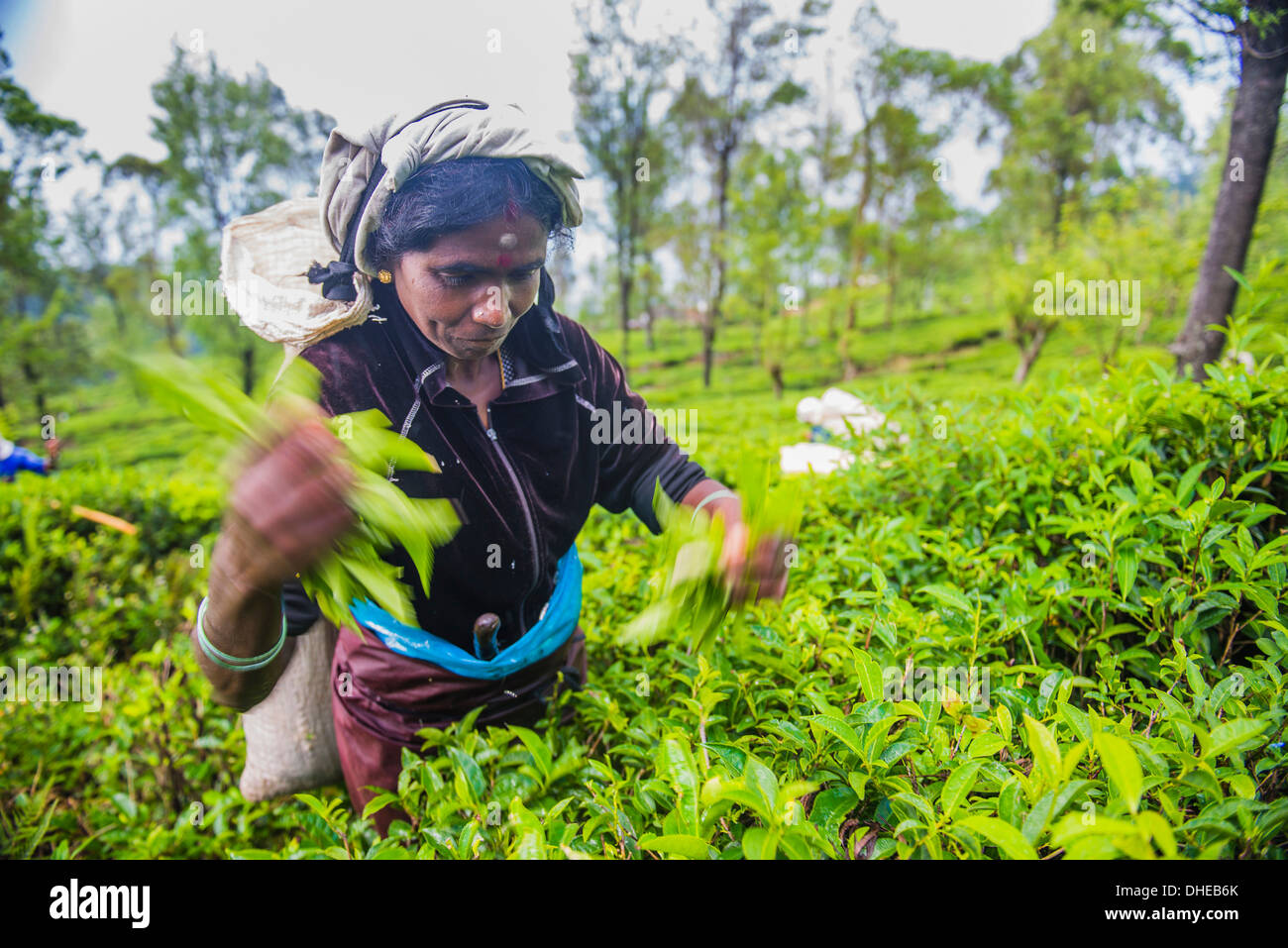 Raccoglitrice di tè spiumatura tè in una piantagione di tè di Sri Lanka altopiani centrali e tè paese, Sri Lanka, Asia Foto Stock