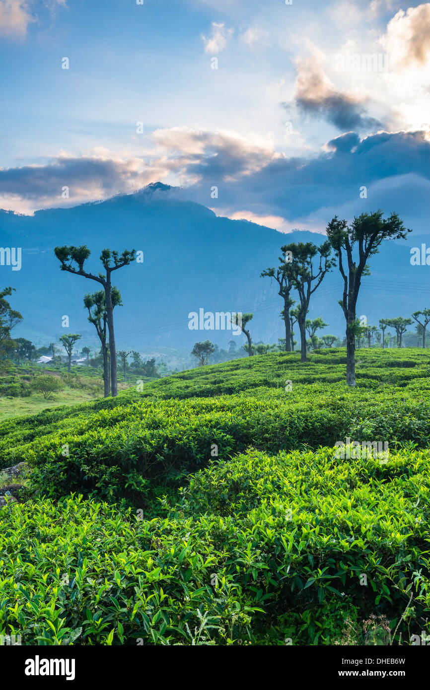 Sunrise oltre le piantagioni di tè, Haputale, Sri Lanka Hill Country, Sri Lanka, Asia Foto Stock