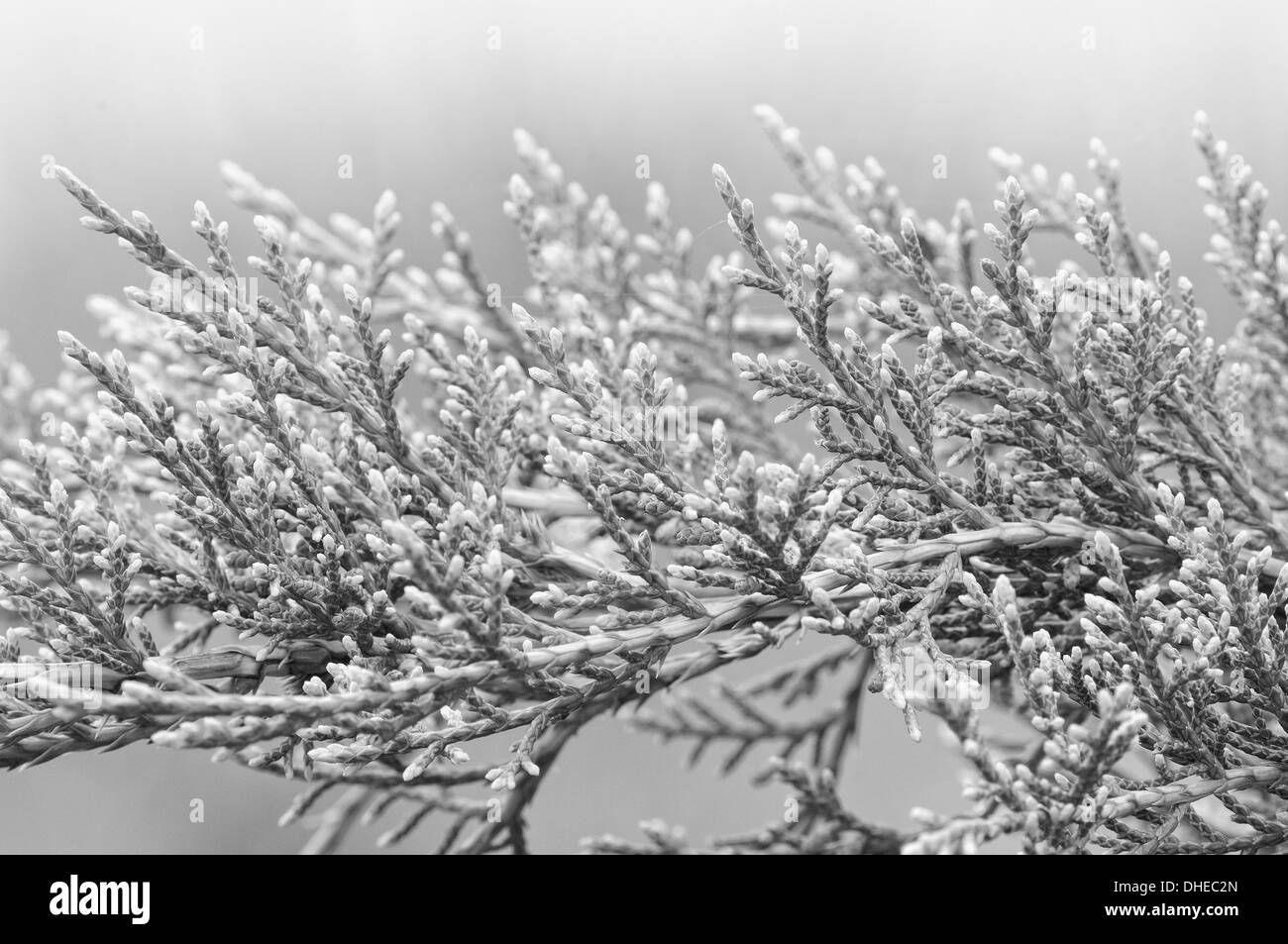 Thuja - Albero della vita in bianco e nero Foto Stock