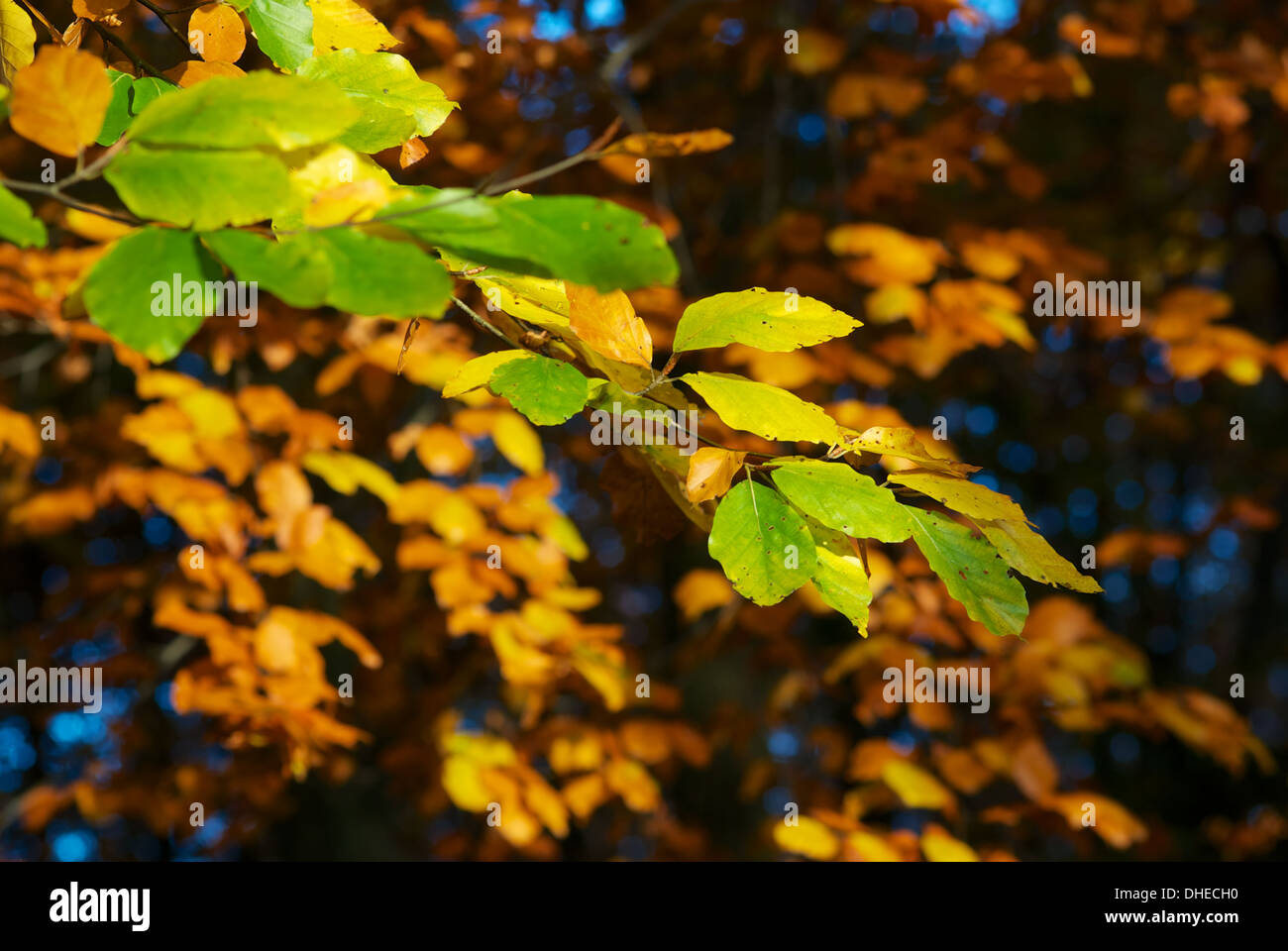 Autunno romantico Foto Stock