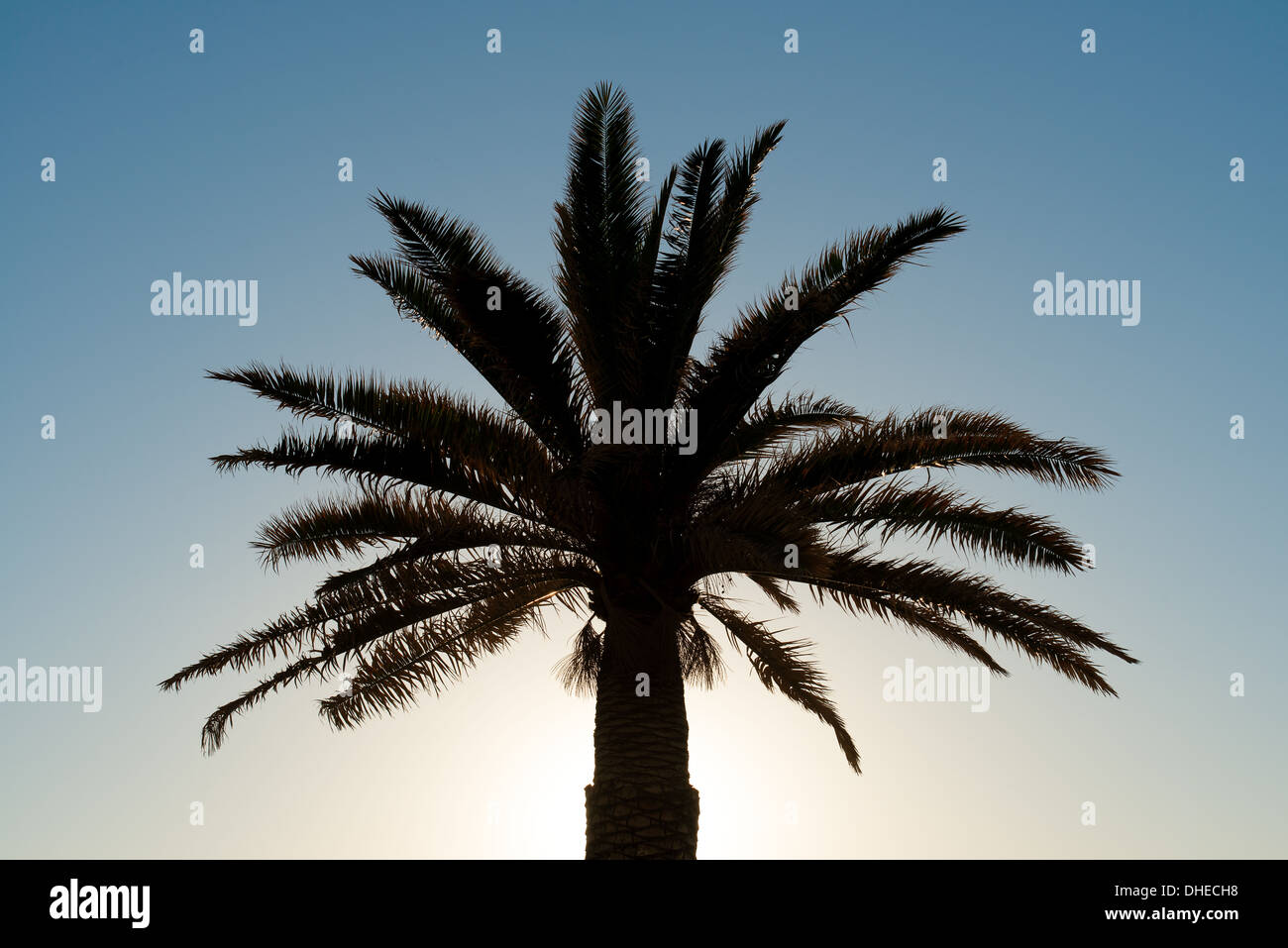 Palm tree stagliano contro il cielo blu brillante Foto Stock