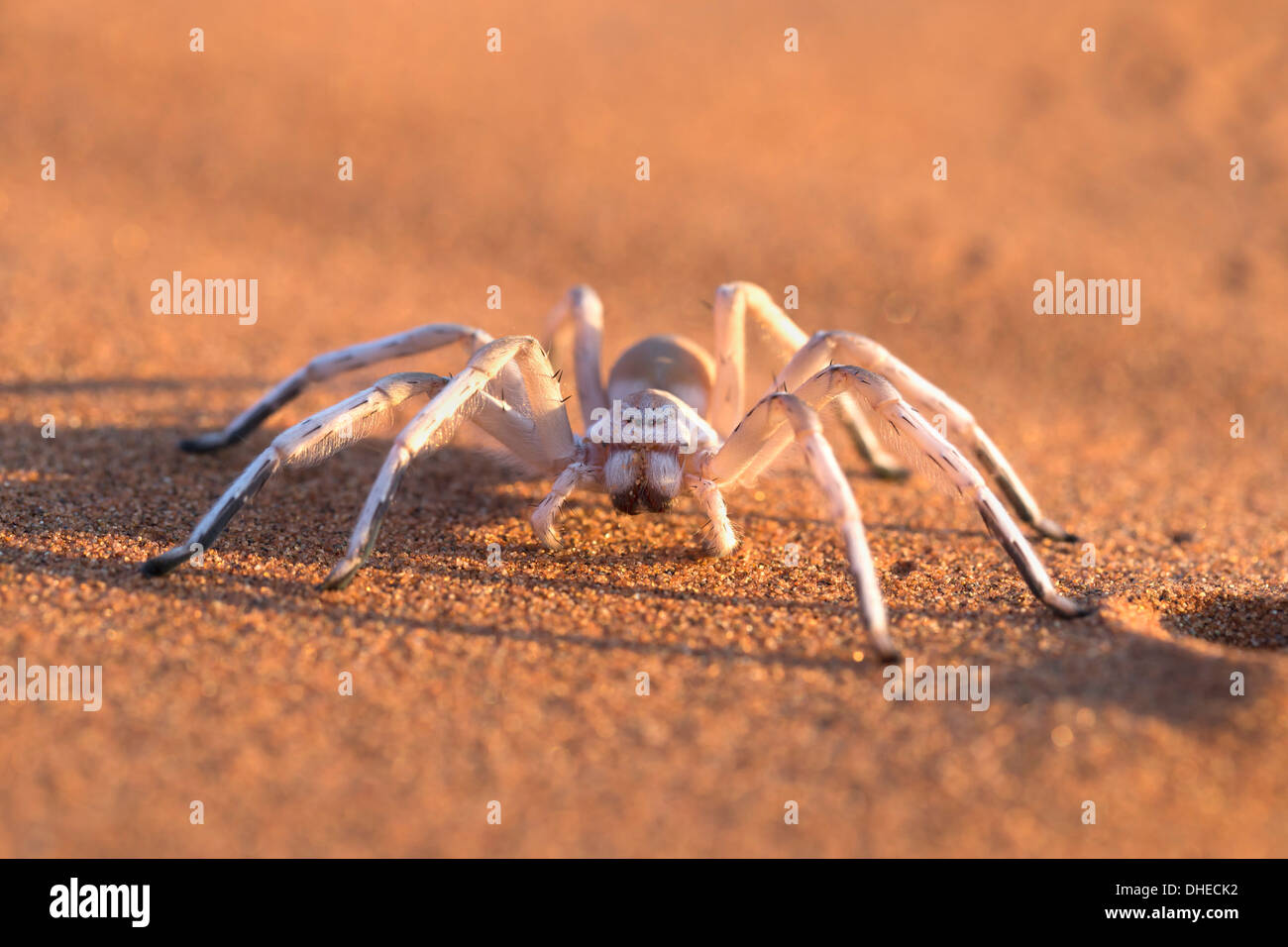 Dancing white lady spider (Leucorchestris arenicola), Namib Desert, Namibia, Africa Foto Stock