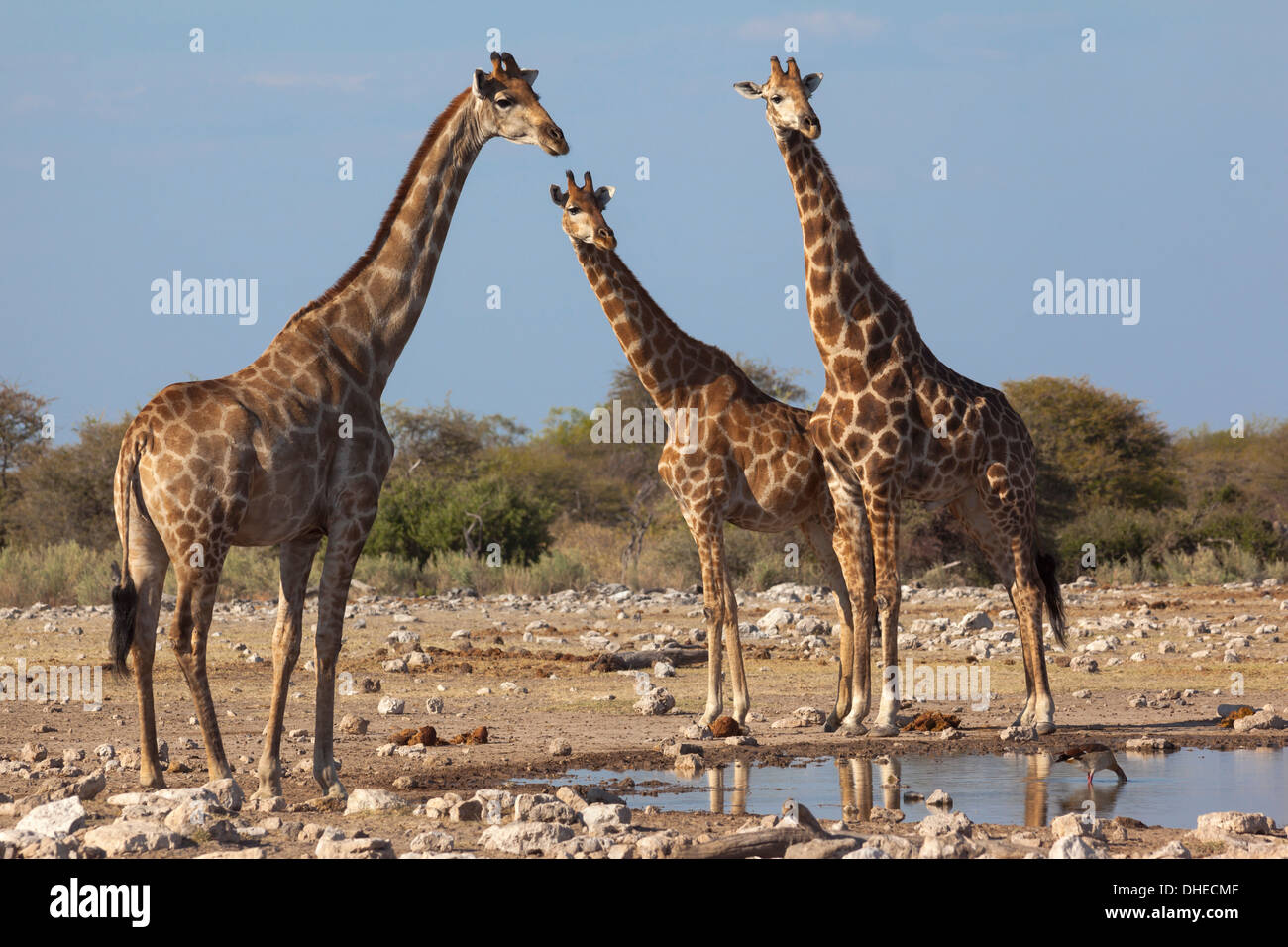 Giraffe (Giraffa camelopardalis) riuniti a Waterhole, il Parco Nazionale di Etosha, Namibia, Africa Foto Stock