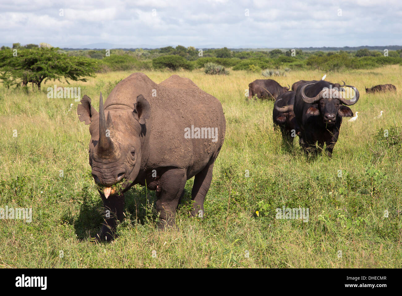 Il rinoceronte nero (Diceros simum) maschio, Phinda private game reserve KwaZulu Natal, Sud Africa e Africa Foto Stock