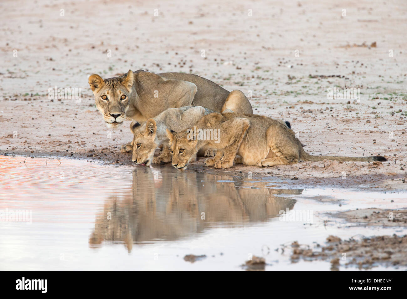 Leonessa e lupetti (Panthera leo) in acqua, Kgalagadi Parco transfrontaliero, Sud Africa e Africa Foto Stock