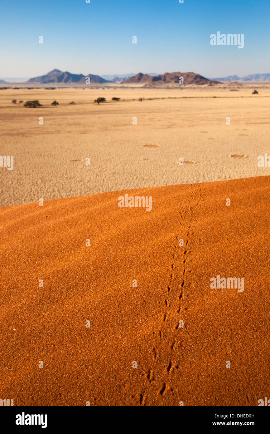 Le tracce degli animali in sabbia, Namib Desert, Namibia, Africa Foto Stock