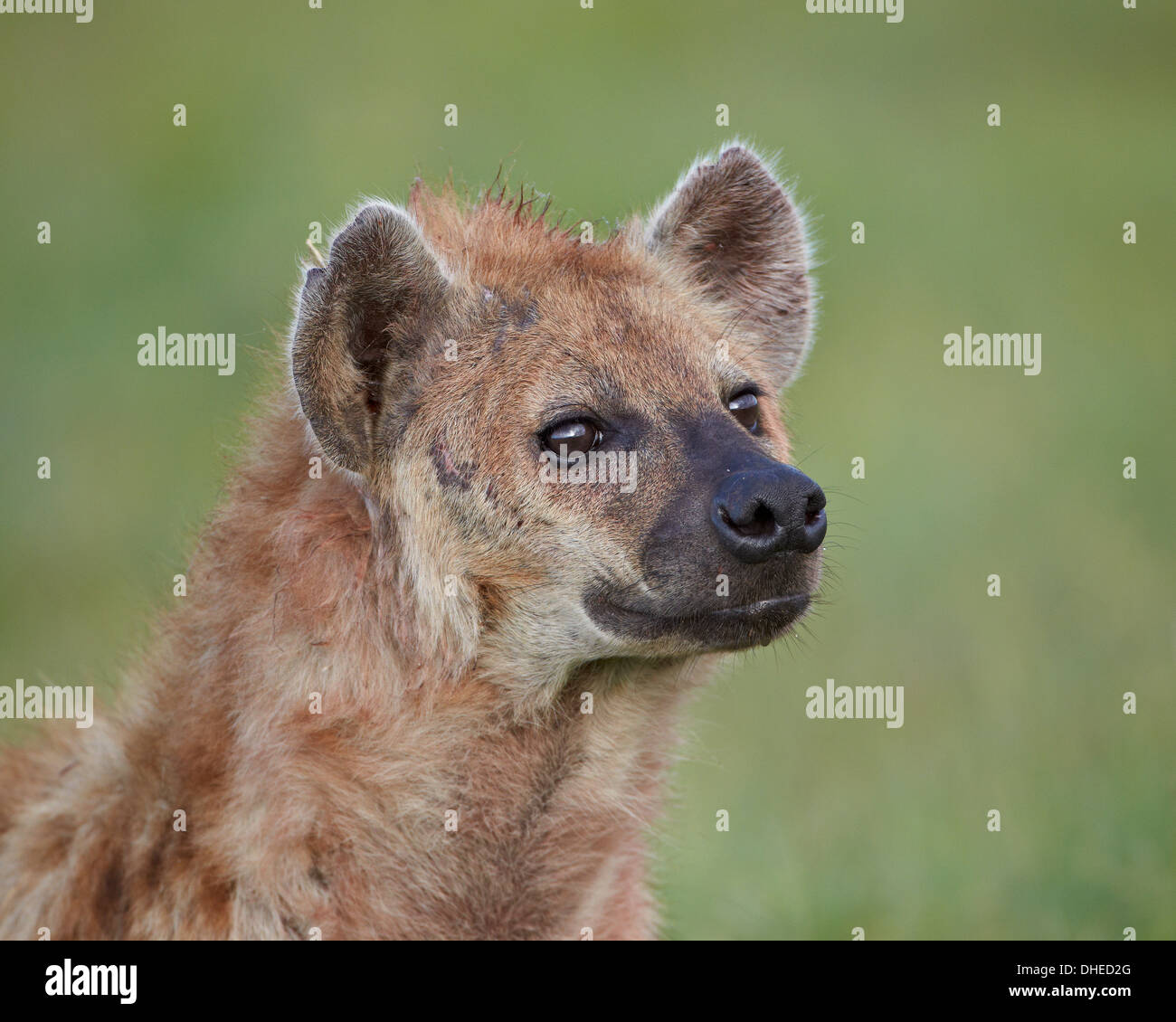 Spotted hyena (spotted hyaena) (Crocuta crocuta), il cratere di Ngorongoro, Tanzania, Africa orientale, Africa Foto Stock