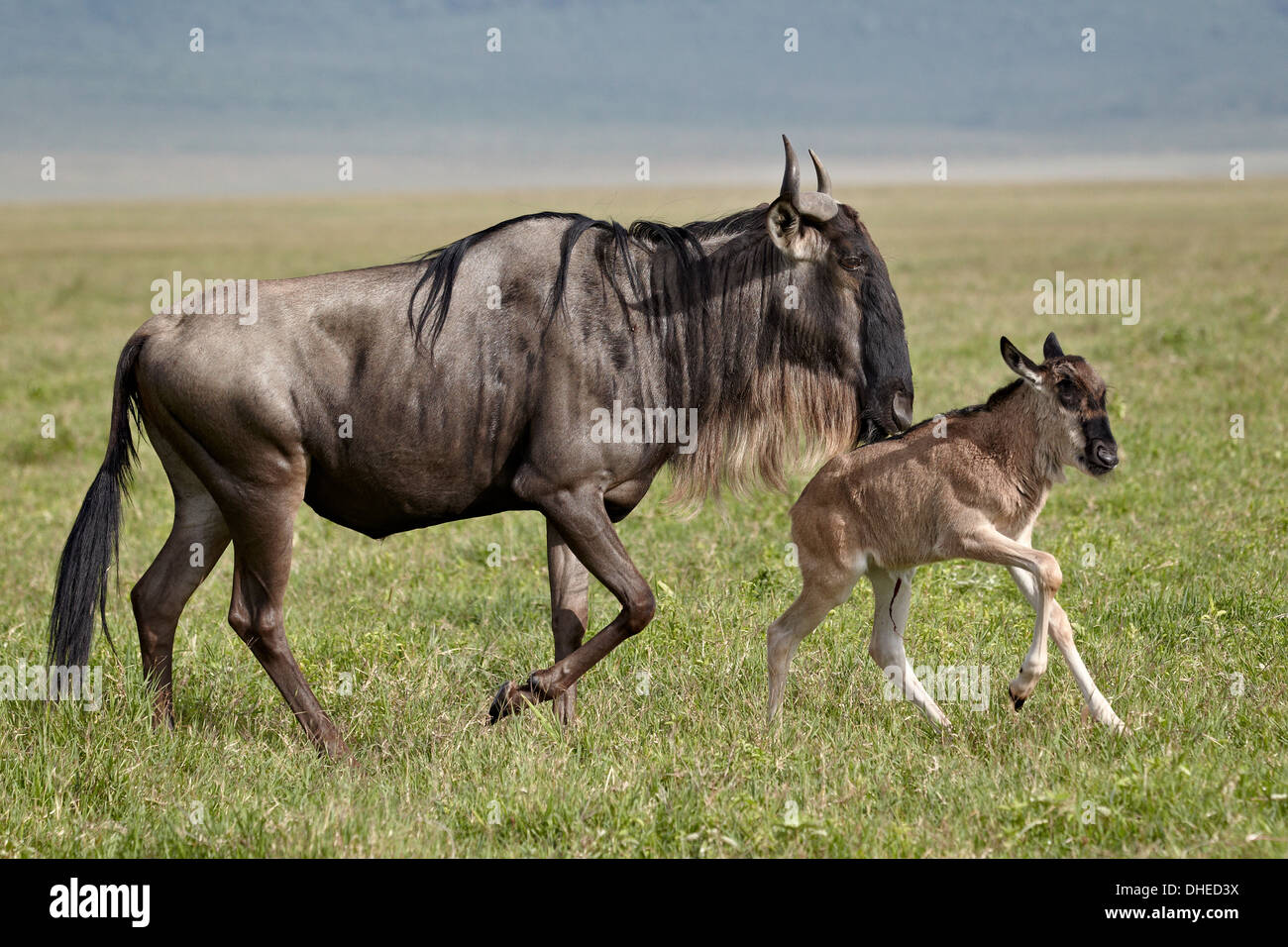 Blue GNU (Connochaetes taurinus) vacca e giorni di vitello vecchia in esecuzione, il cratere di Ngorongoro, Tanzania, Africa orientale, Africa Foto Stock