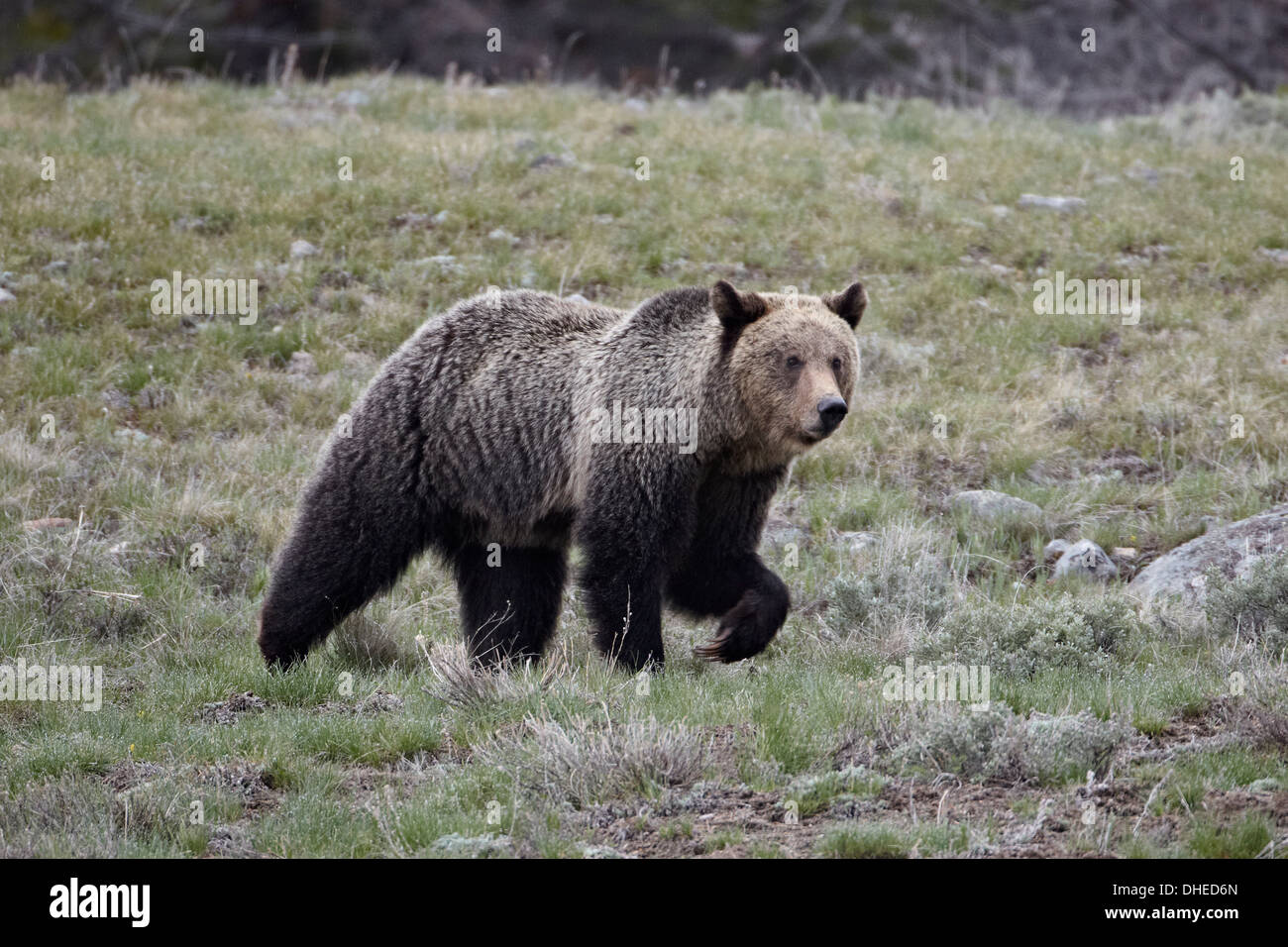 Orso grizzly (Ursus arctos horribilis), il Parco Nazionale di Yellowstone, Wyoming negli Stati Uniti d'America, America del Nord Foto Stock