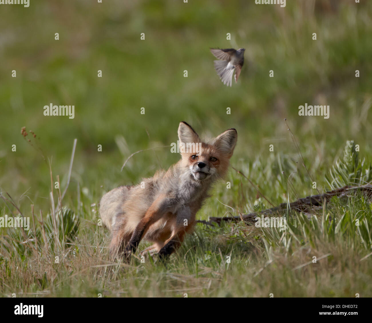 Red Fox (Vulpes vulpes) (Vulpes vulpes fulva) vixen a caccia di un uccello, il Parco Nazionale di Yellowstone, Wyoming USA Foto Stock