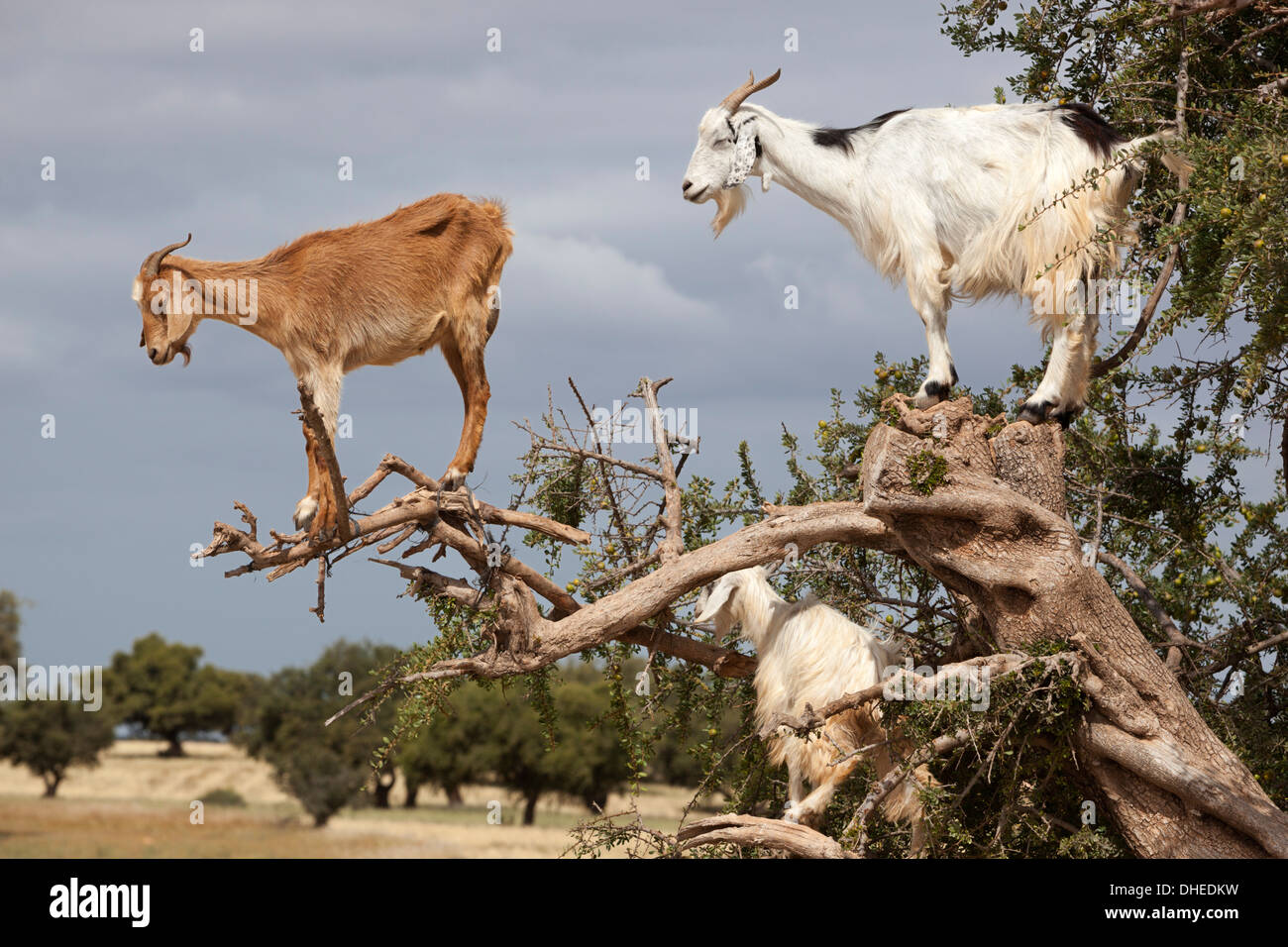 Caprini fino ad albero di Argan, vicino a Essaouira, Marocco, Africa Settentrionale, Africa Foto Stock