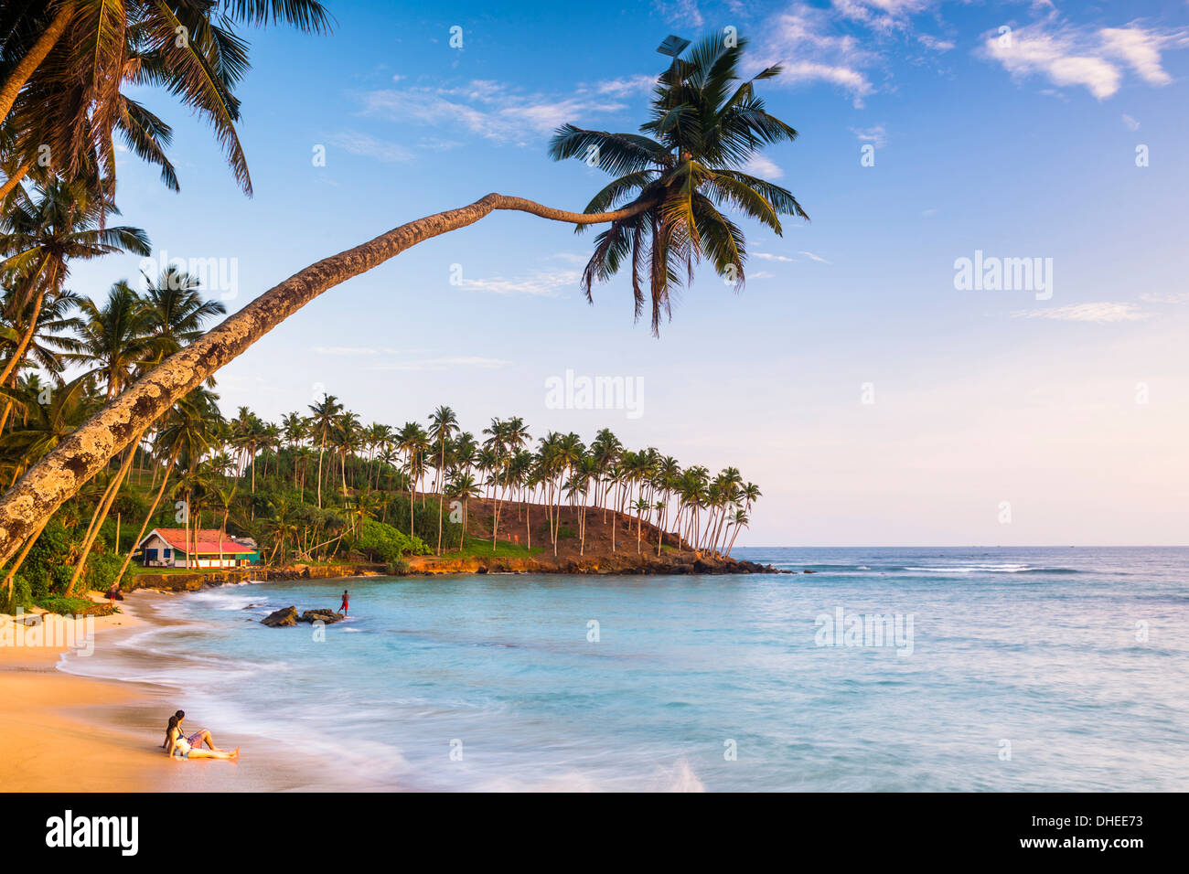 Palm tree, Mirissa Beach, costa meridionale dello Sri Lanka Sri Lanka asia Foto Stock
