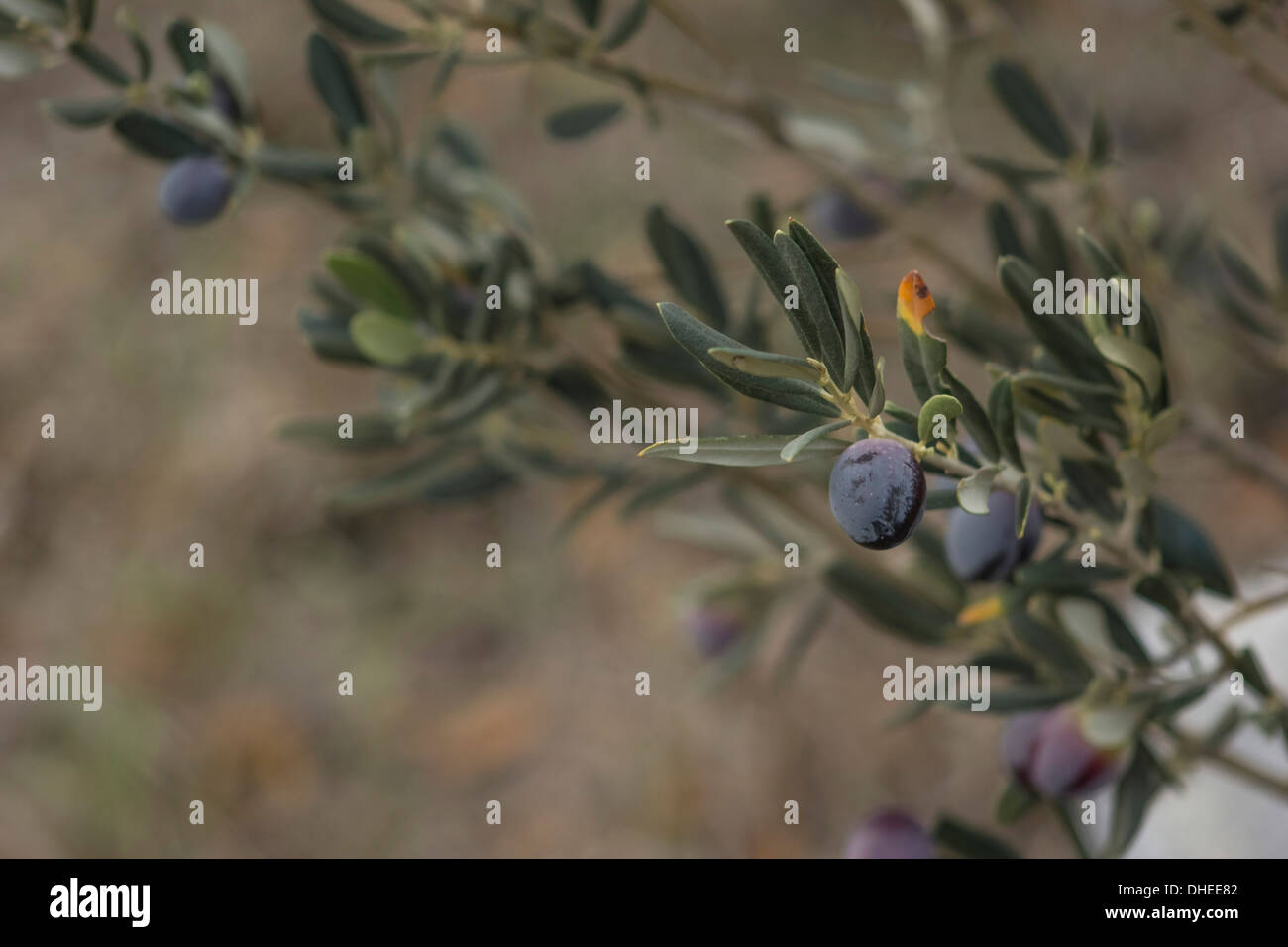 Giovane albero di olivo, mostrando mature olive nere stesso Foto Stock