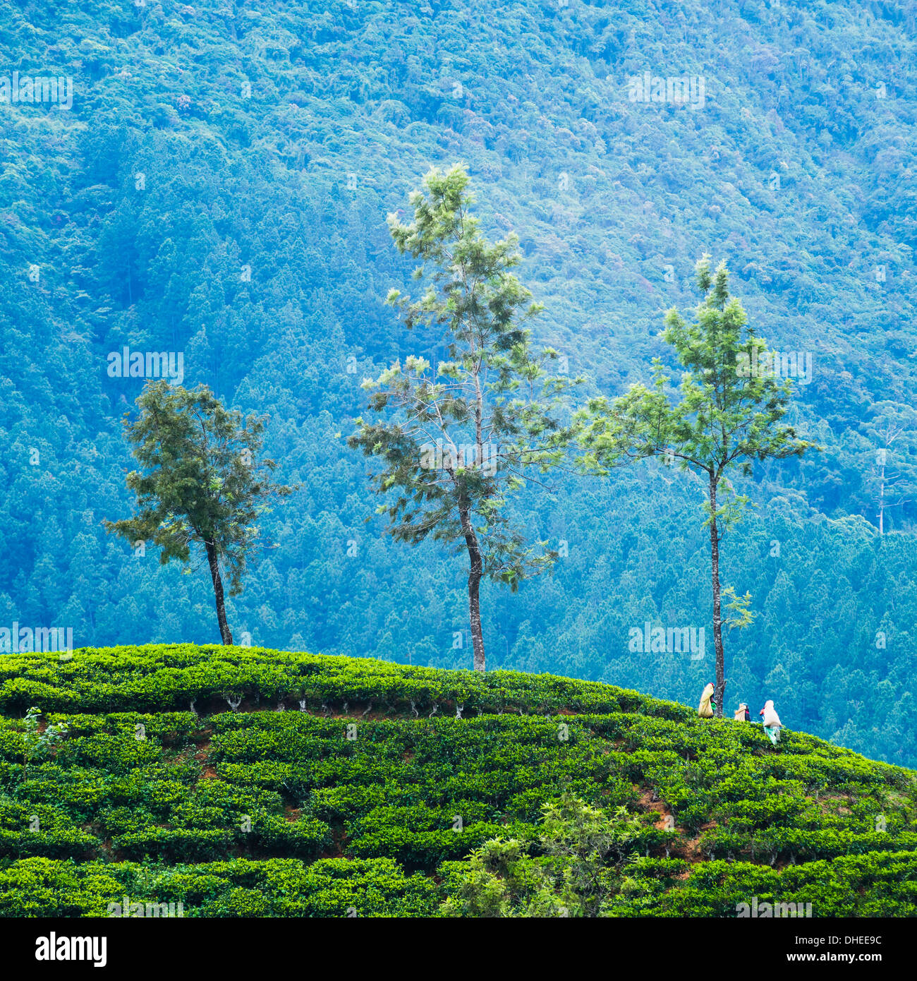 Il tè pluckers che lavora in una piantagione di tè nelle Highlands Centrali, Nuwara Eliya distretto, Sri Lanka, Asia Foto Stock