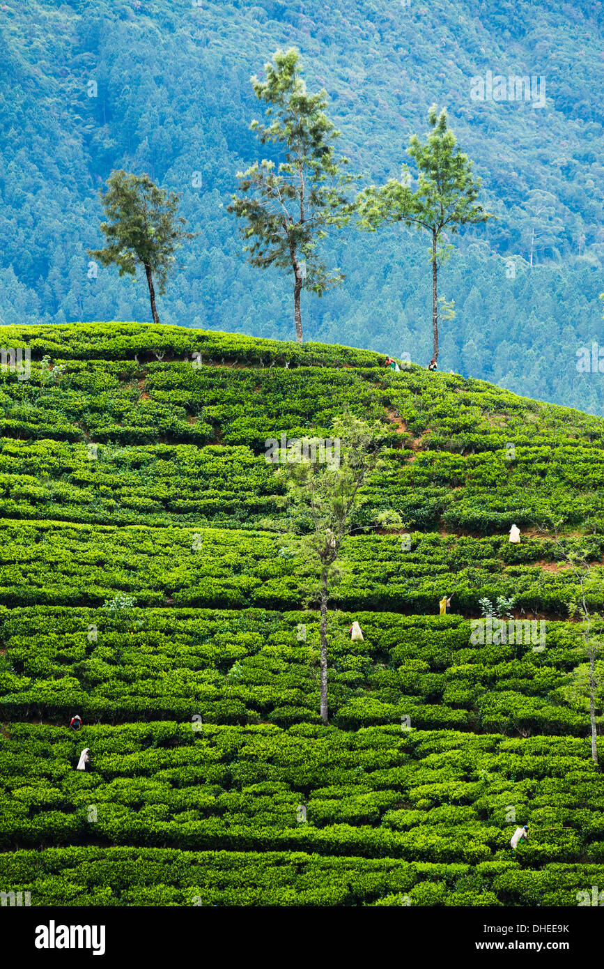 Il tè pluckers che lavora in una piantagione di tè nelle Highlands Centrali, Nuwara Eliya distretto, Sri Lanka, Asia Foto Stock