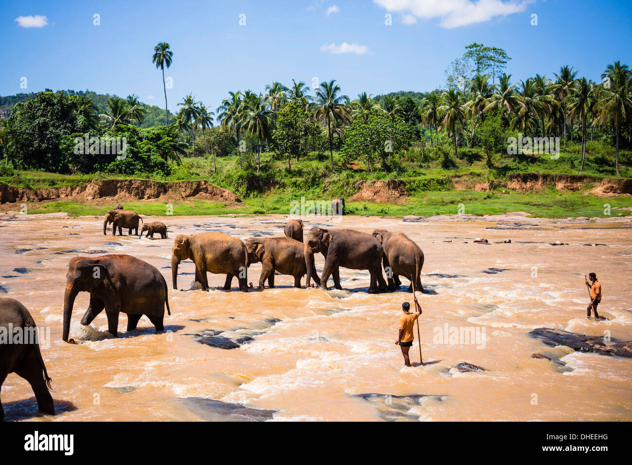 Pinnawala l'Orfanotrofio degli Elefanti, elefanti e mahouts in Maha Oya fiume vicino a Kegalle in paese collinare dello Sri Lanka, in Asia Foto Stock
