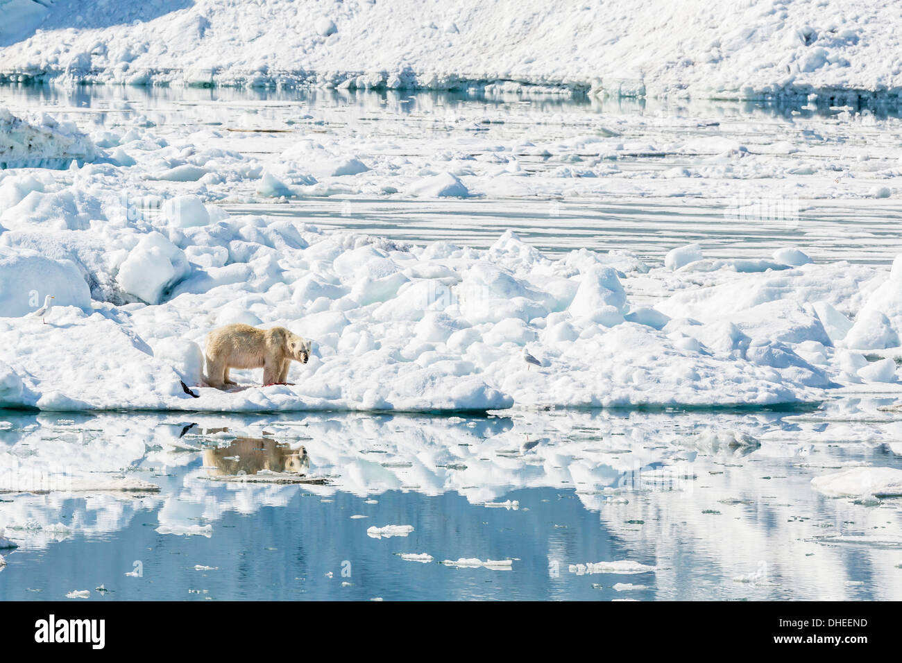 Adulto di orso polare (Ursus maritimus) su ghiaccio in Hornsund, Spitsbergen, Svalbard, Norvegia, Scandinavia, Europa Foto Stock