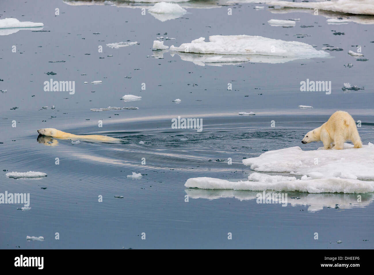 Madre di orso polare (Ursus maritimus) Nuoto con cub su ghiaccio in Olgastretet off Barentsoya, Svalbard, Norvegia e Scandinavia Foto Stock