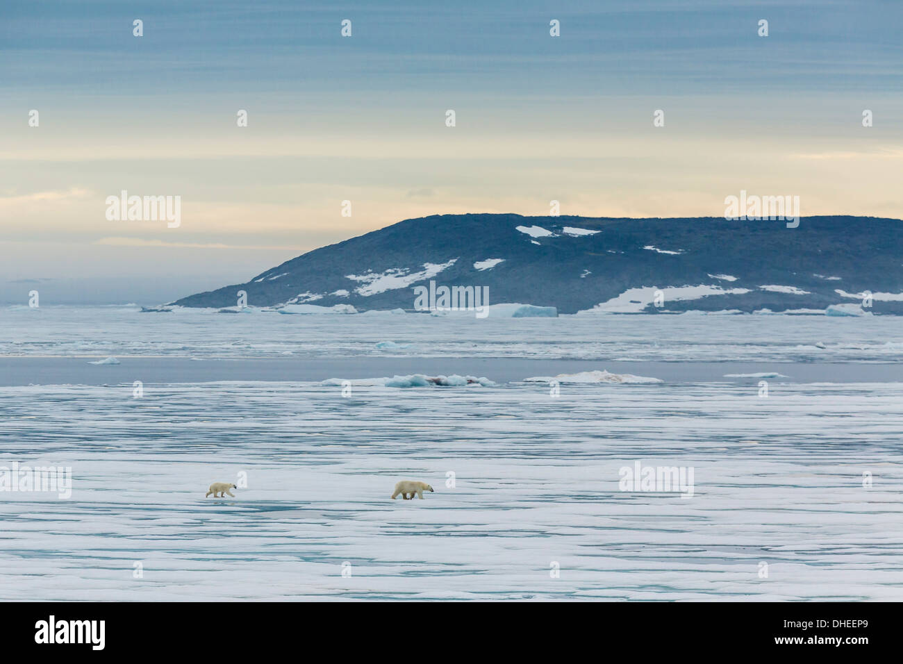 Madre di orso polare (Ursus maritimus) con la coppa dell'anno su ghiaccio in Hinlopen Strait, Svalbard, Norvegia, Scandinavia, Europa Foto Stock