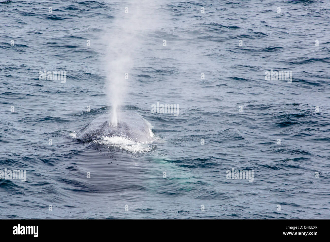 Adulto balenottera comune (Balaenoptera physalus) affiorante vicino Gosbergkilen, Spitsbergen, Svalbard, Norvegia, Scandinavia, Europa Foto Stock