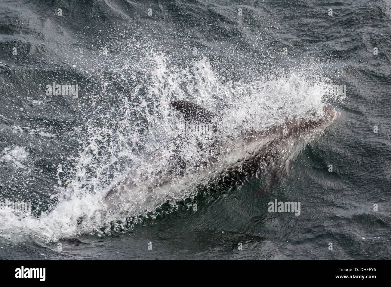 Adulto dal becco bianco dolphin (Lagenorhynchus albirostris) al largo della costa occidentale di Spitsbergen, Svalbard, Norvegia, Scandinavia, Europa Foto Stock