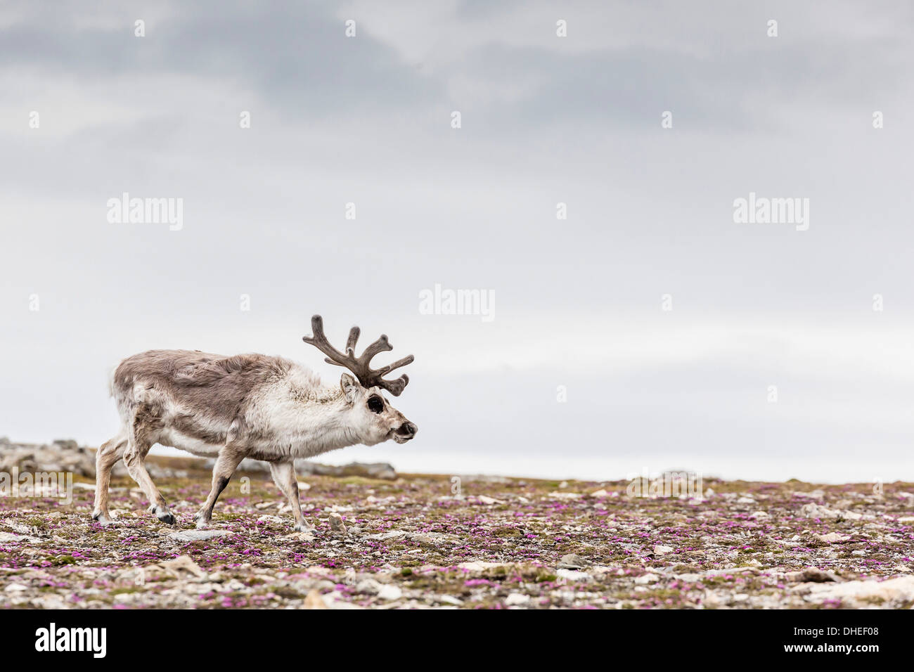 Maschio di renna delle Svalbard (Rangifer tarandus platyrhynchus) a Gosbergkilen, Spitsbergen, Svalbard, Norvegia, Scandinavia, Europa Foto Stock