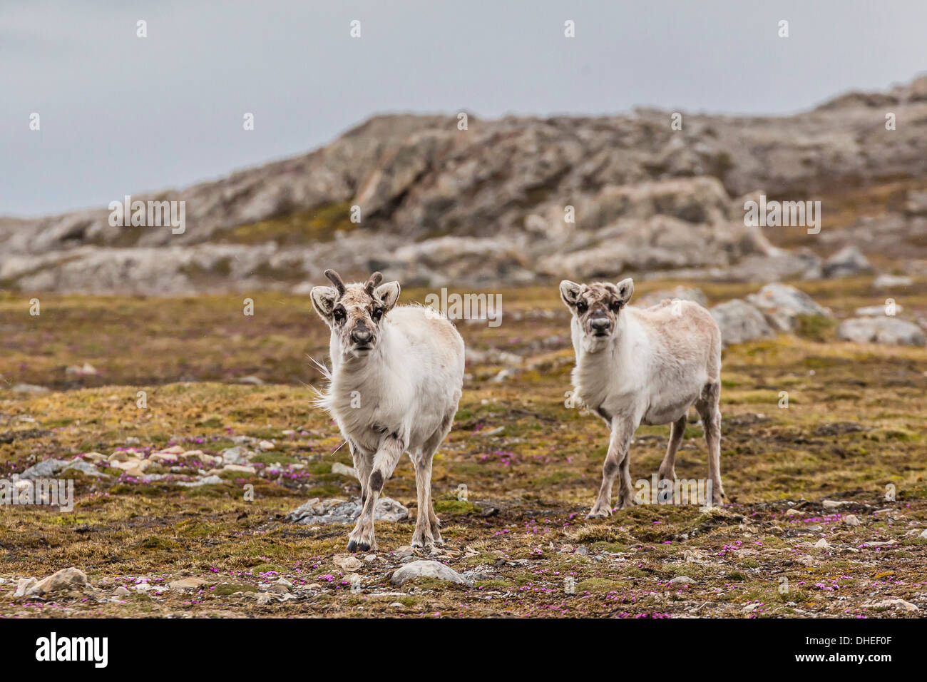 Giovani renna delle Svalbard (Rangifer tarandus platyrhynchus) a Gosbergkilen, Spitsbergen, Svalbard, Norvegia, Scandinavia, Europa Foto Stock