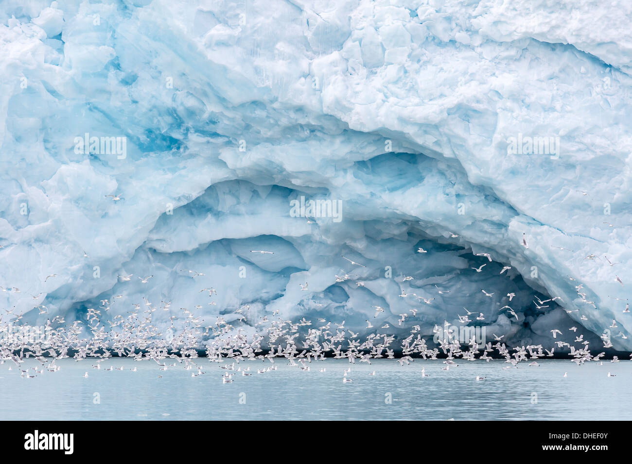 Nero adulto zampe (kittiwake Rissa tridactyla) vicino glabial grotta presso Monacobreen, Spitsbergen, Svalbard, Norvegia e Scandinavia Foto Stock