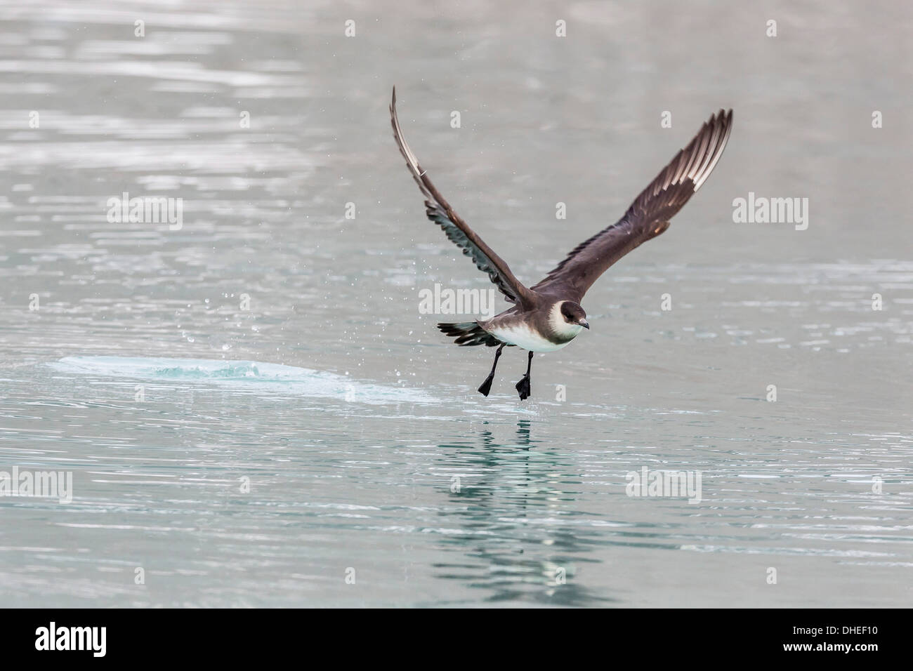 Parassiti adulti (Artico) skua (Stercorarius parasiticus) prendendo il largo a Monacobreen, Spitsbergen, Svalbard, Norvegia e Scandinavia Foto Stock