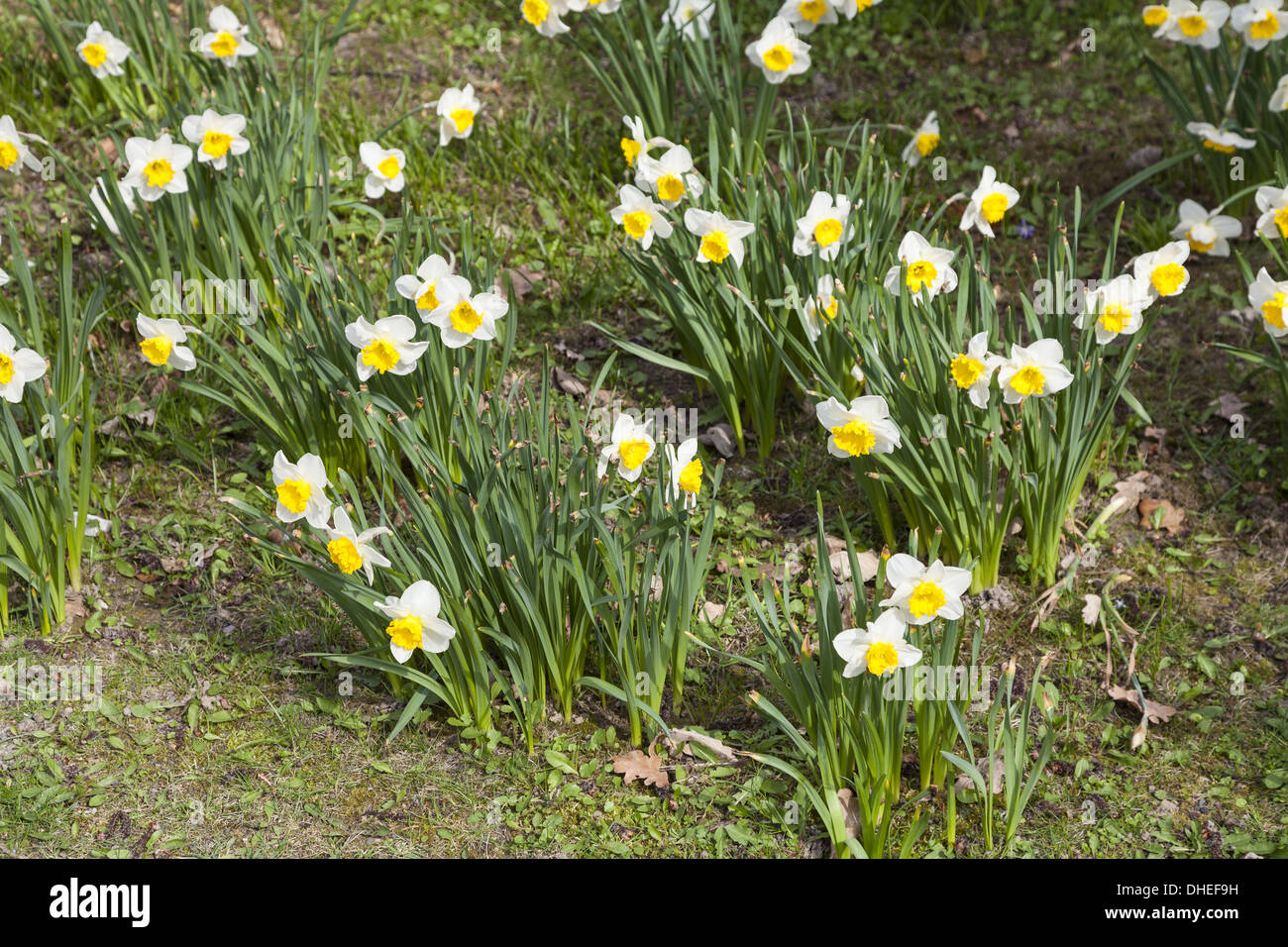 Giallo daffodil (Narcissus pseudonarcissus) Foto Stock