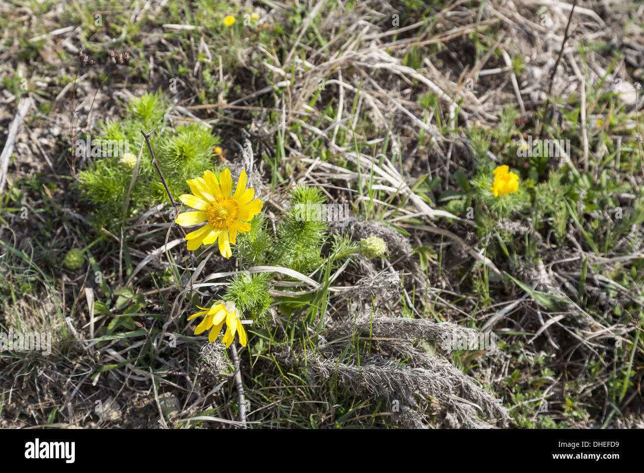 La molla di Adone (Adonis vernalis) Foto Stock