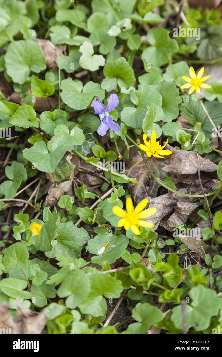 Marzo violette (Viola odorata) Foto Stock