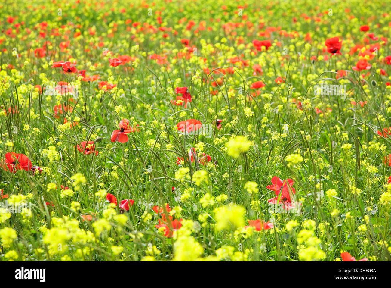 Campo di fiori di campo e di papavero, Val d'Orcia, in provincia di Siena, Toscana, Italia, Europa Foto Stock