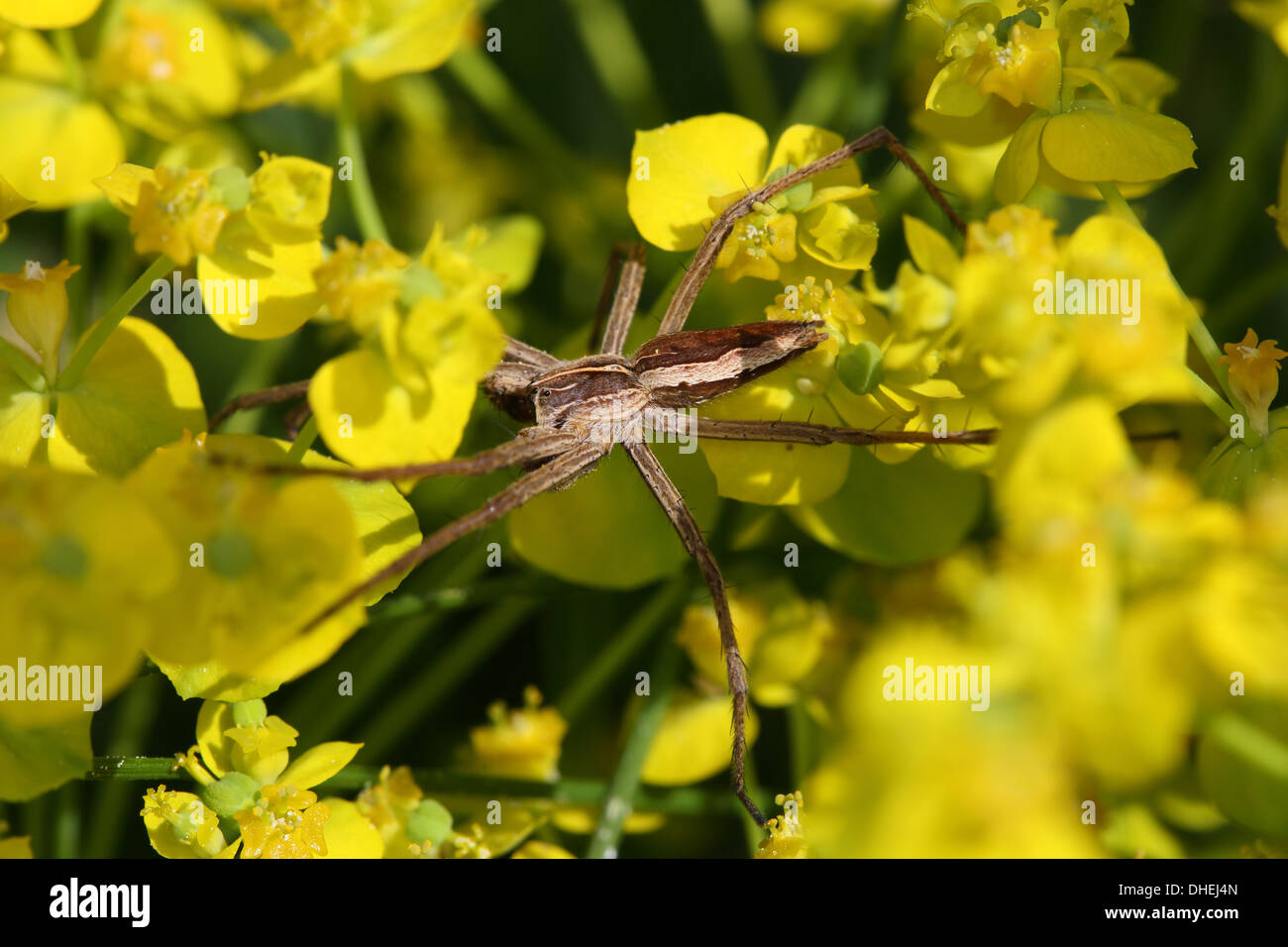 Pisauris mirabilis, vivaio spider web Foto Stock