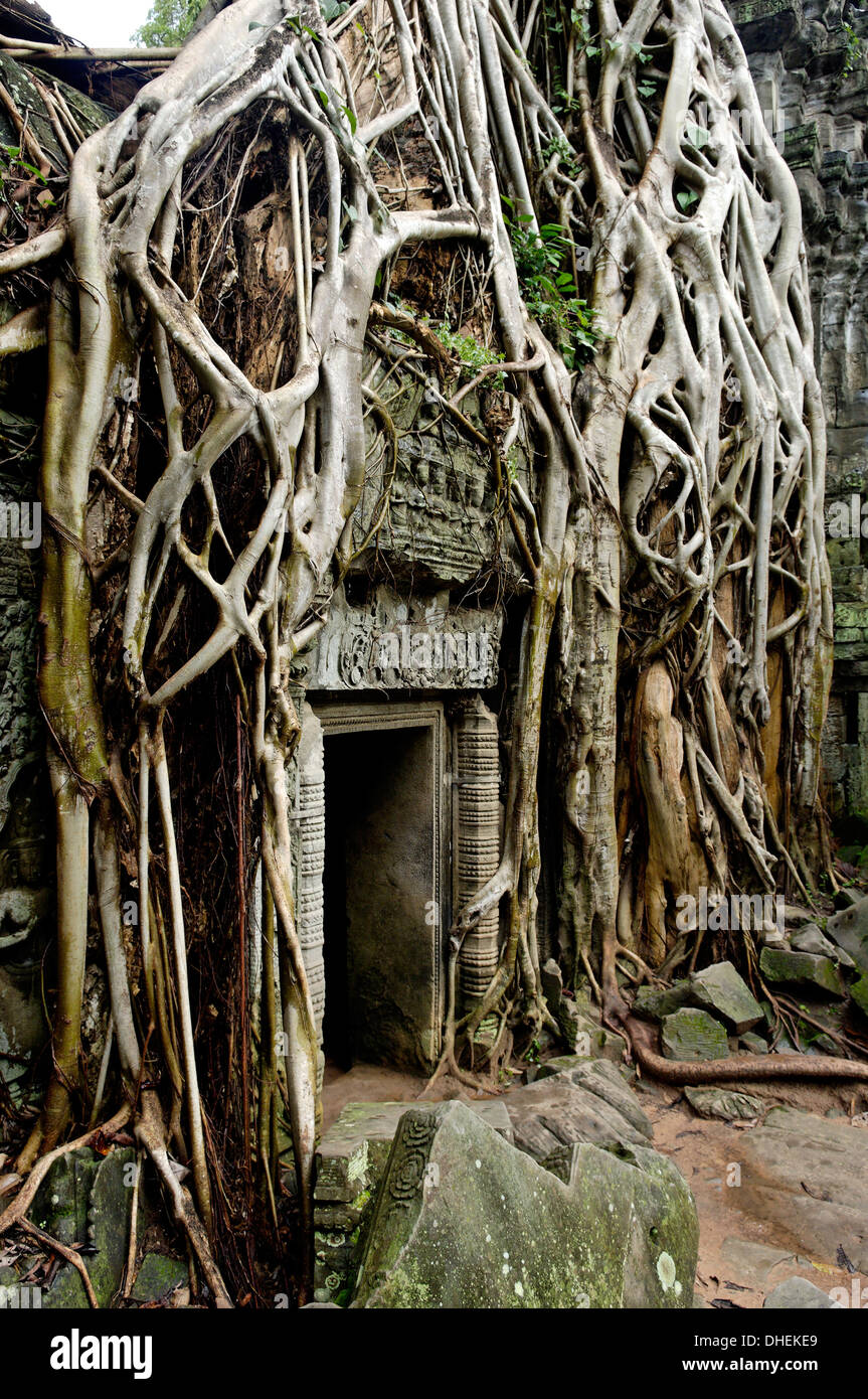 Ta Prohm tempio risalente alla metà del XII all inizio del XIII secolo, Angkor, UNESCO, Siem Reap, Cambogia, Indocina Foto Stock