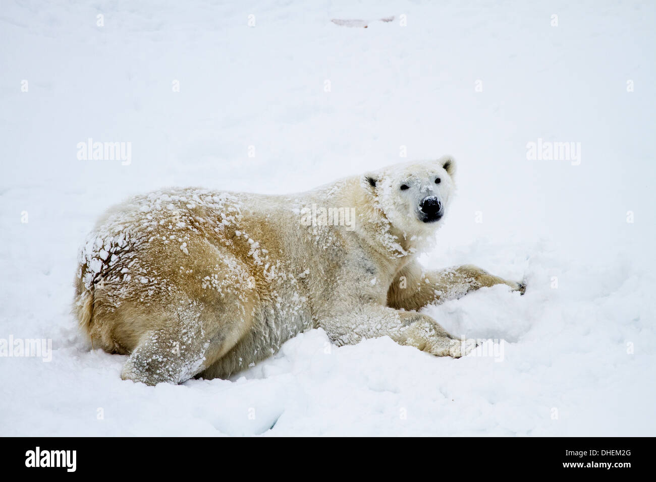 Orso polare (Ursus maritimus), nella neve. Fotografato nel circolo polare artico, Lapponia, Scandinavia in febbraio Foto Stock